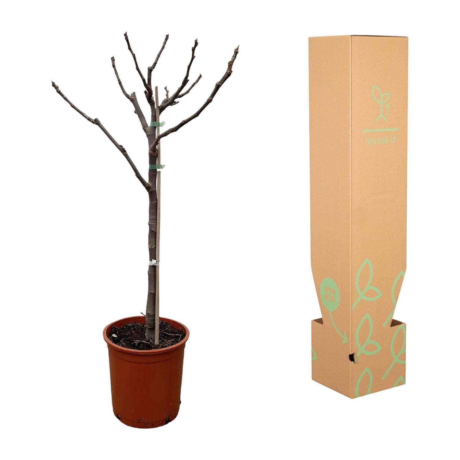 Feige Garcia - Ficus Carica op stam - 100 cm - Ø20