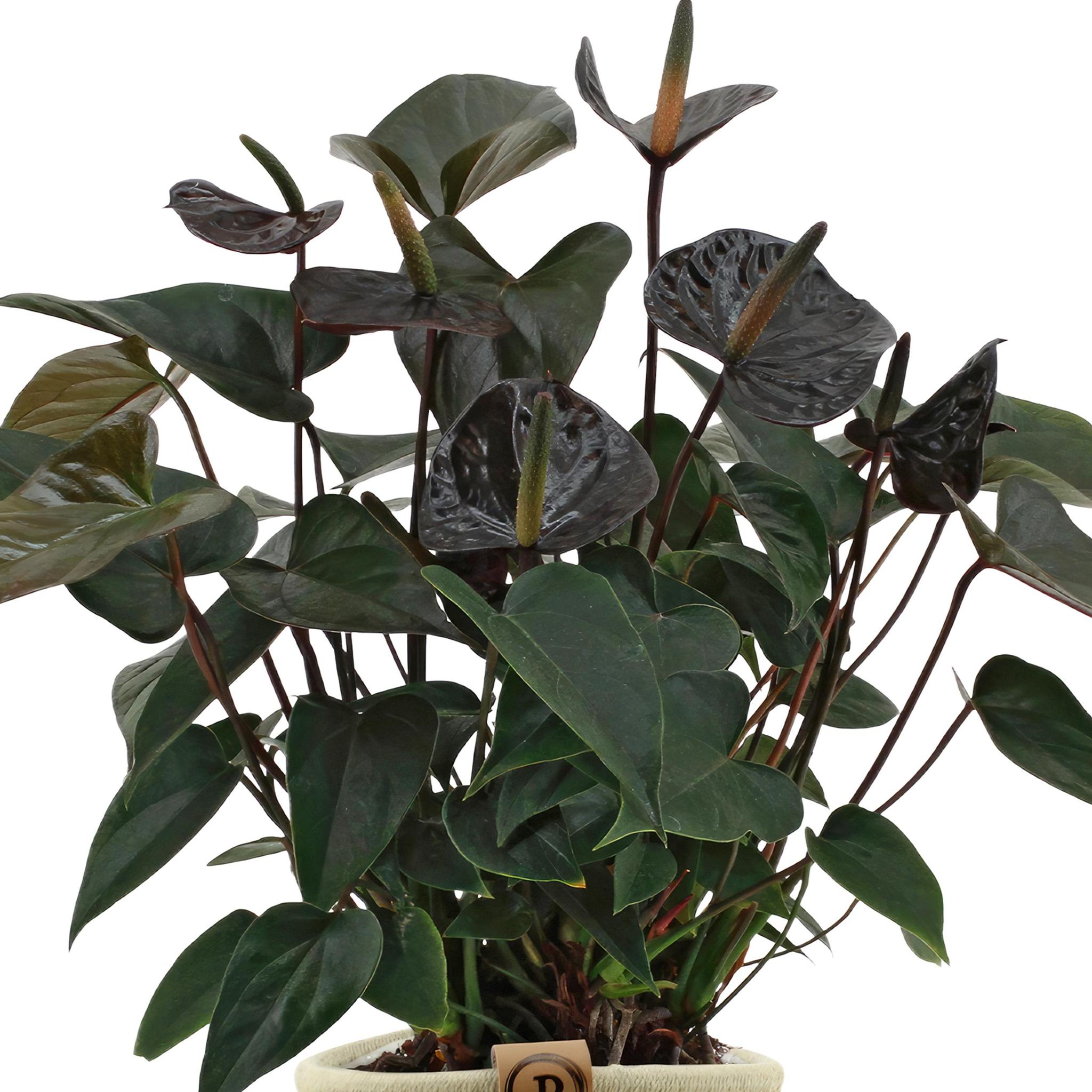 Anthurium andreanum Black Love inkl. PURE Korb - 45cm - Ø12