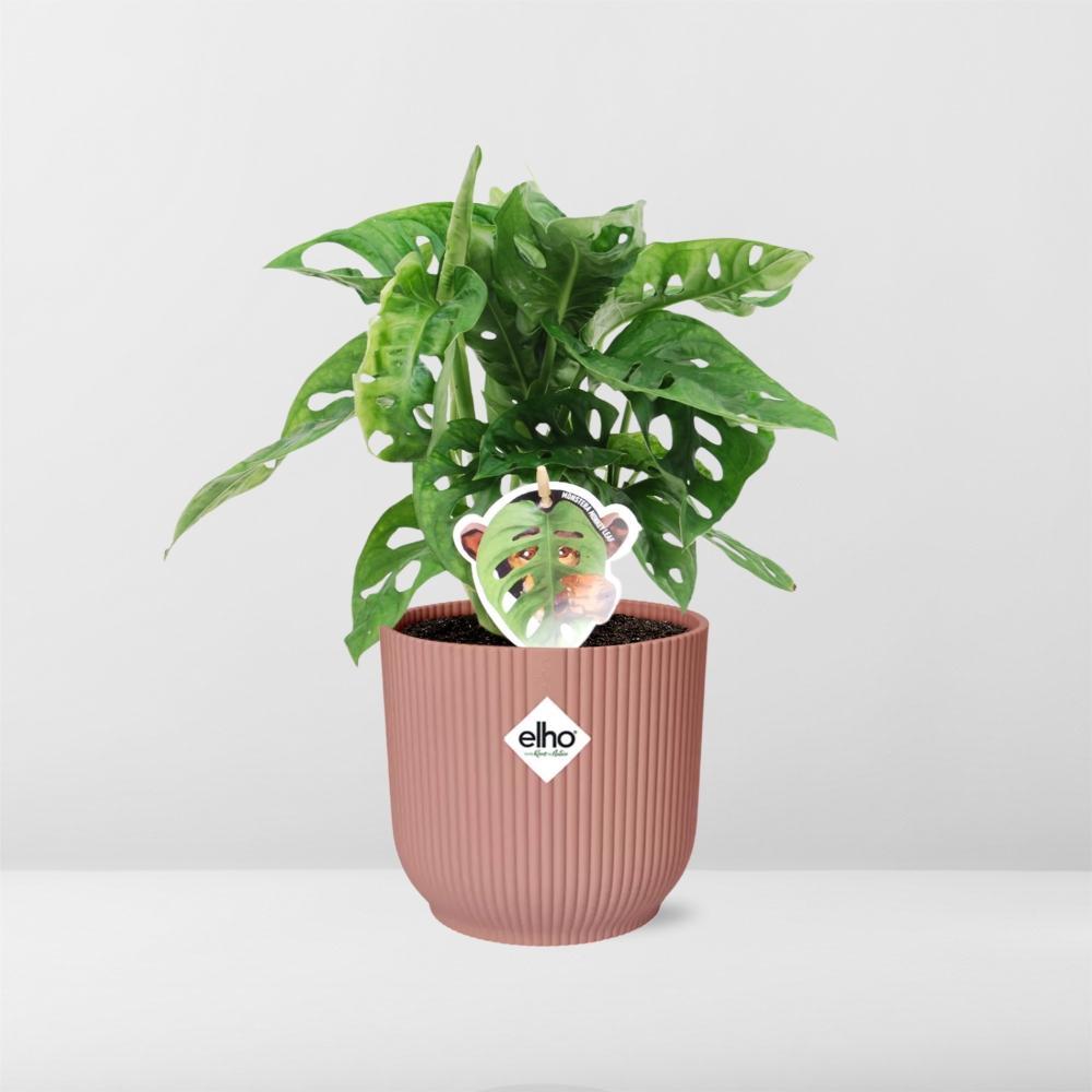 Monstera ‘Monkey Leaf’ in ELHO Vibes Fold 14cm Topf rosa