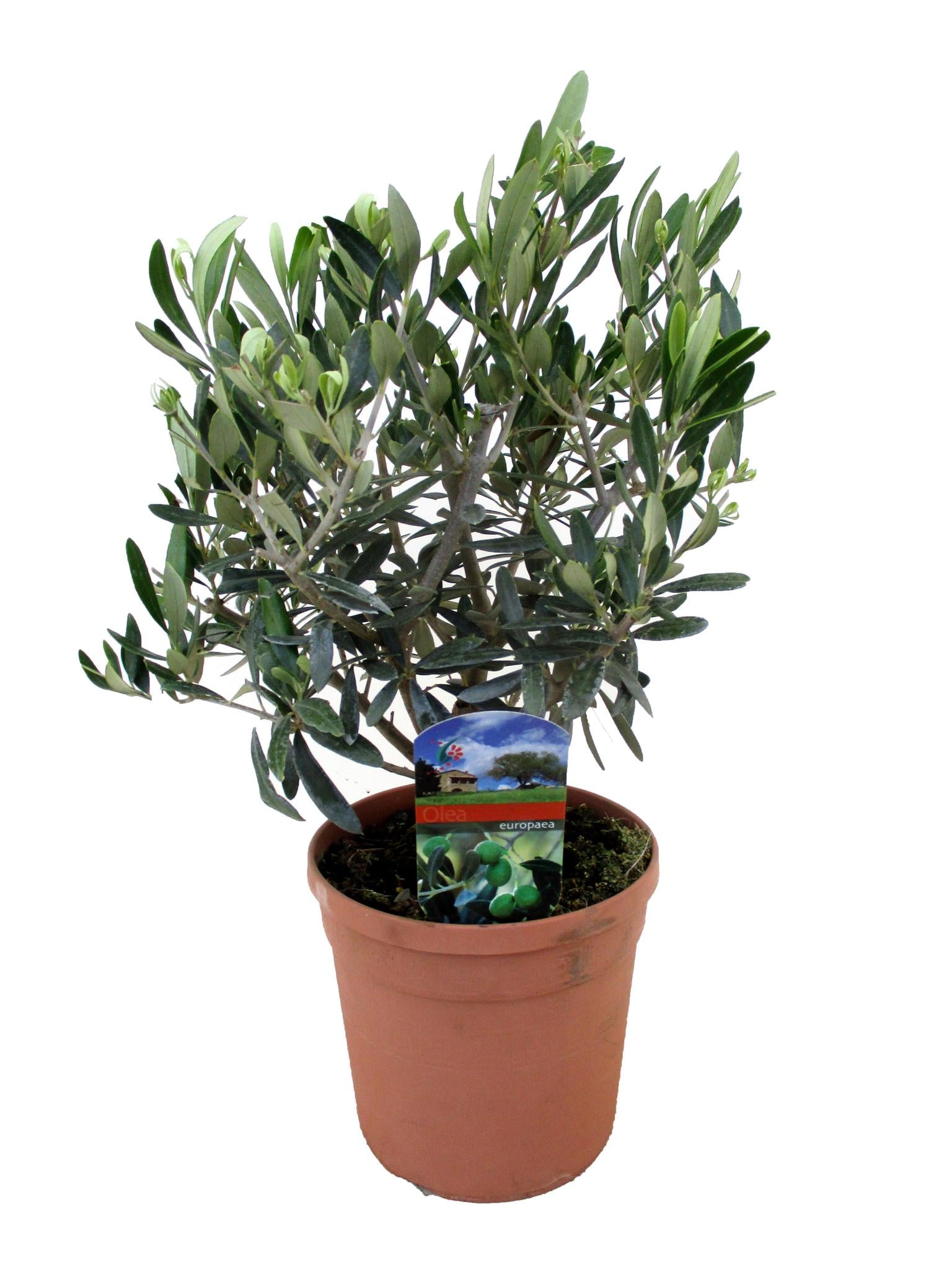 Olea Olive Europaea - Ø17cm - ↕50cm