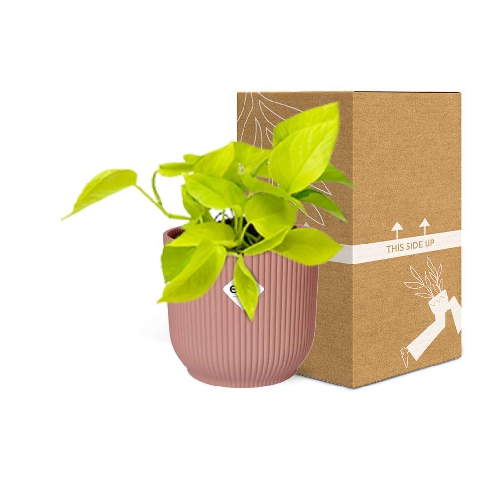 Efeutute - Epipremnum Aureum Pinnatum 'Golden Pothos' in ELHO Vibes Fold 14cm Topf rosa