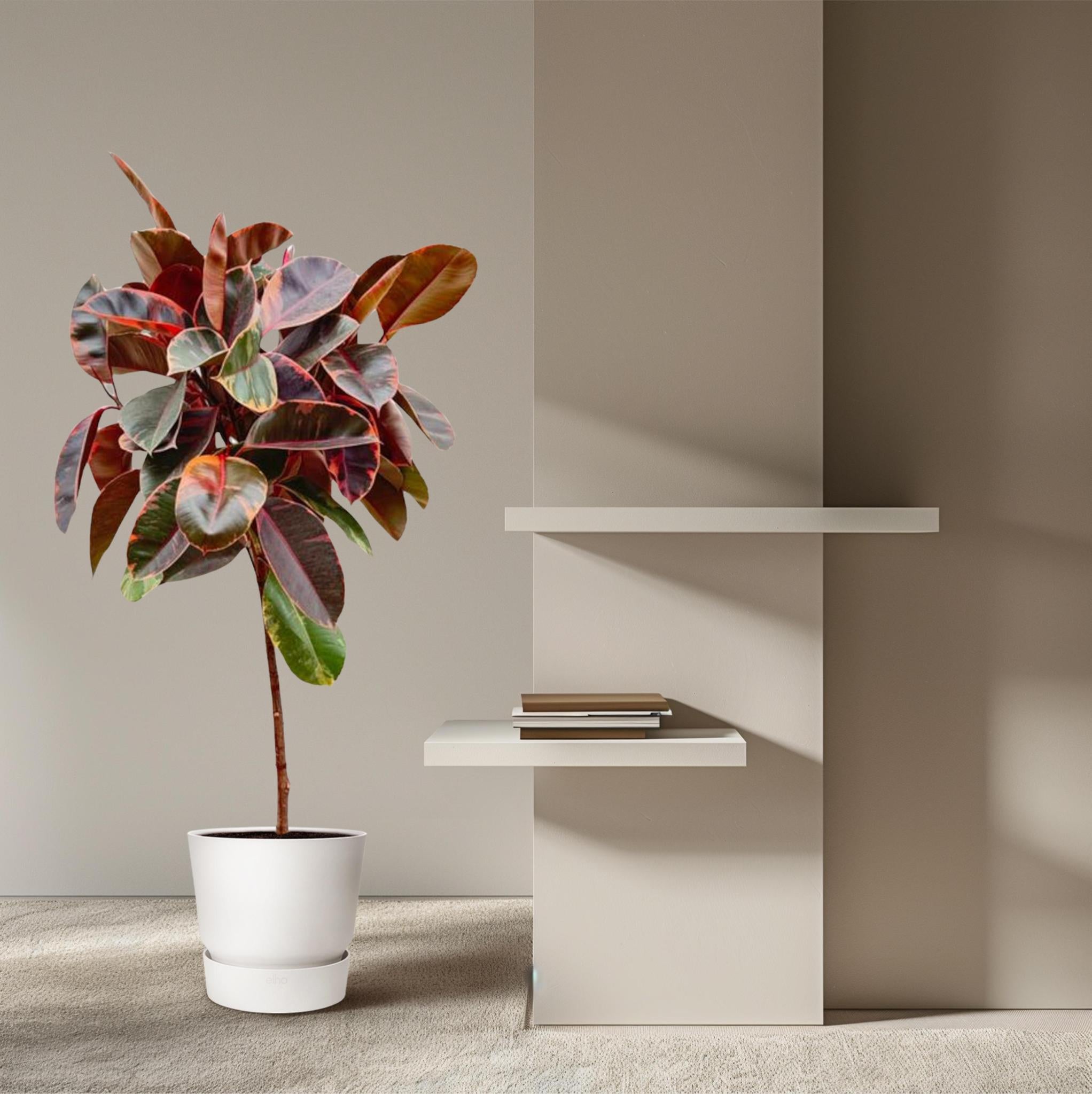 Gummibaum Ficus Elastica Belize mit Stamm - 130 cm - ø24