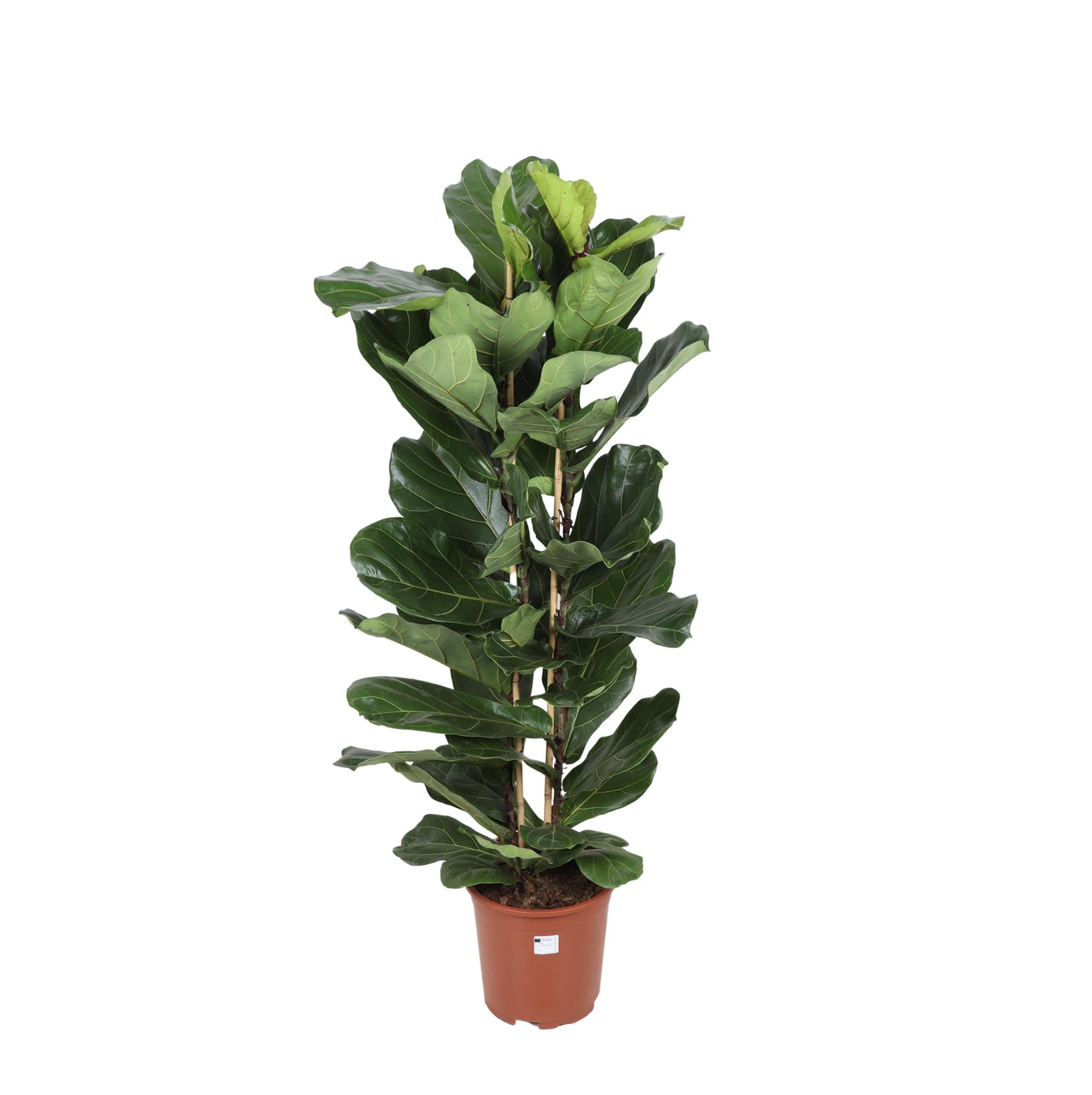 Geigenfeige - Ficus lyrata (2 Triebe)