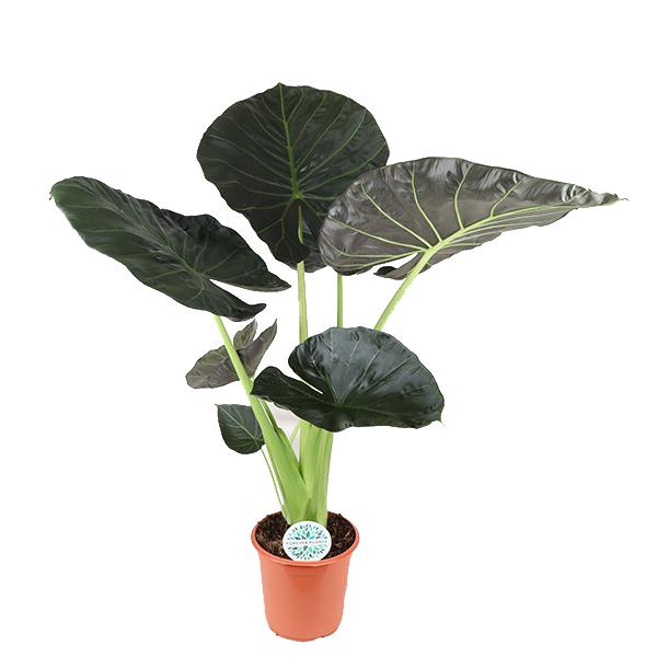 Alocasia Plankschild Ø24cm - ↕110cm