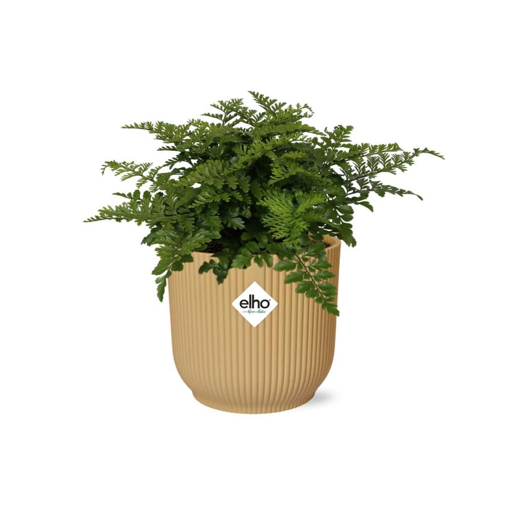 Vogelnestfarn - Asplenium Parvati in ELHO Vibes Fold 14cm Topf gelb