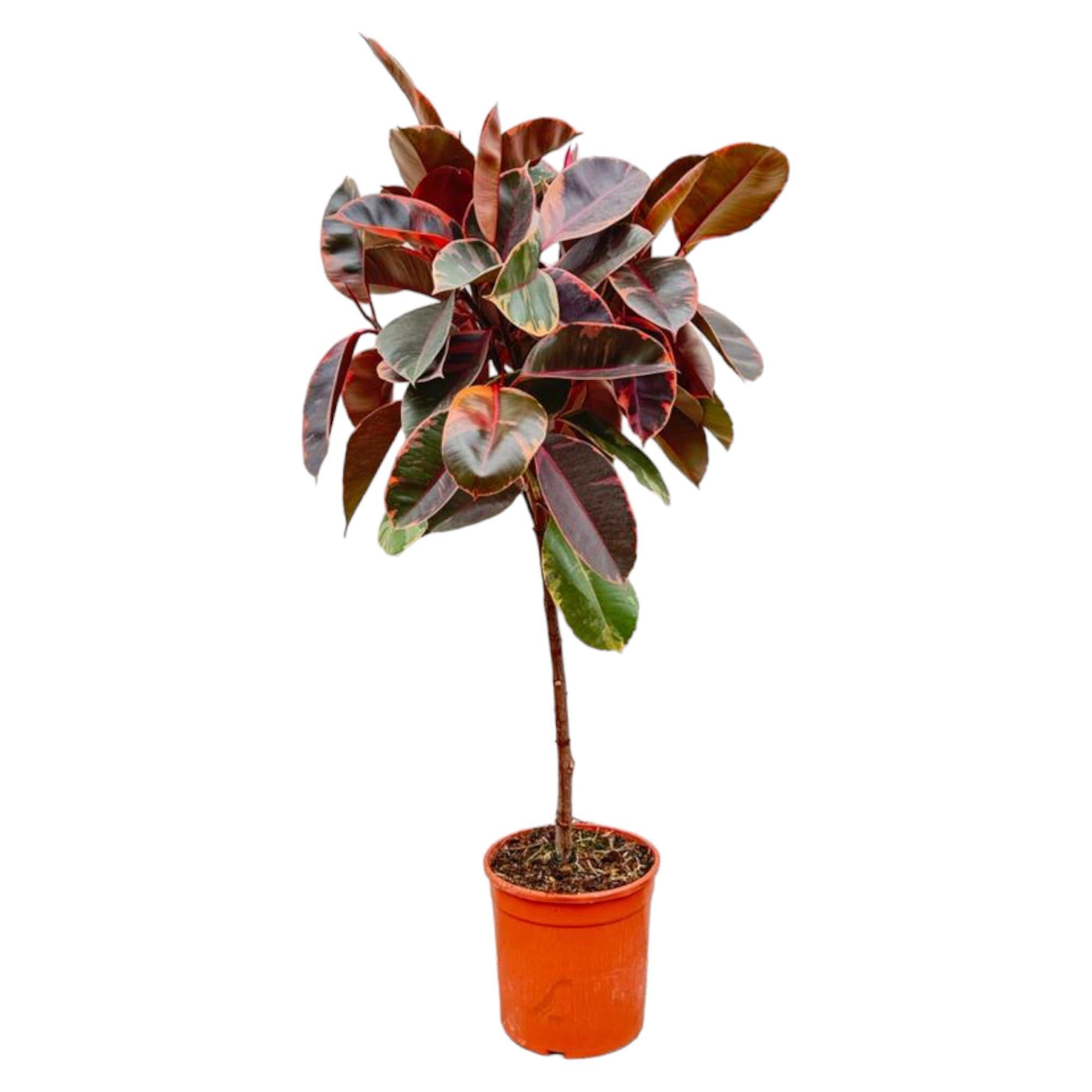 Gummibaum Ficus Elastica Belize mit Stamm - 130 cm - ø24