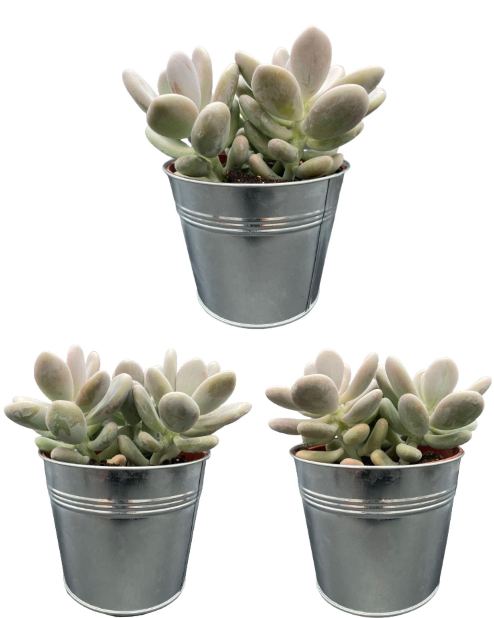 Sukkulenten Set - Pachyphytum Oviferum - 12cmØ- 15-20cm im Zink Topf   3 Stück