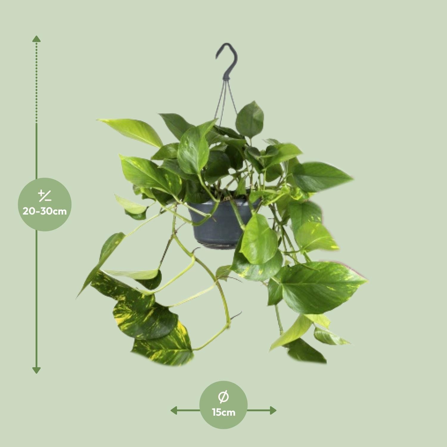 Efeutute - Epipremnum Aureum Mosstok - Ø15cm - ↕60cm mit Moosstock