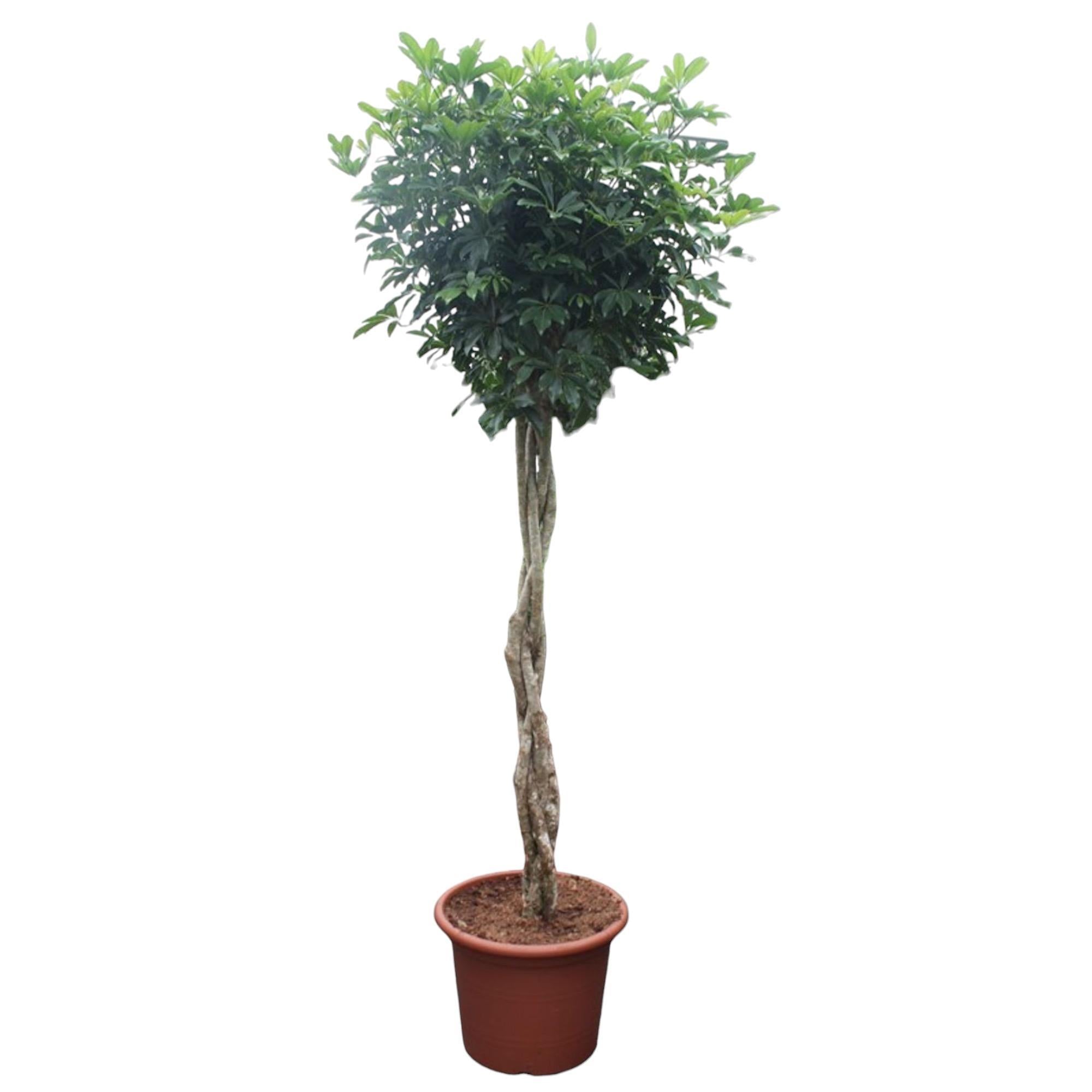 Schefflera Arboricola Compacta geweven stam - 250 cm - ø55