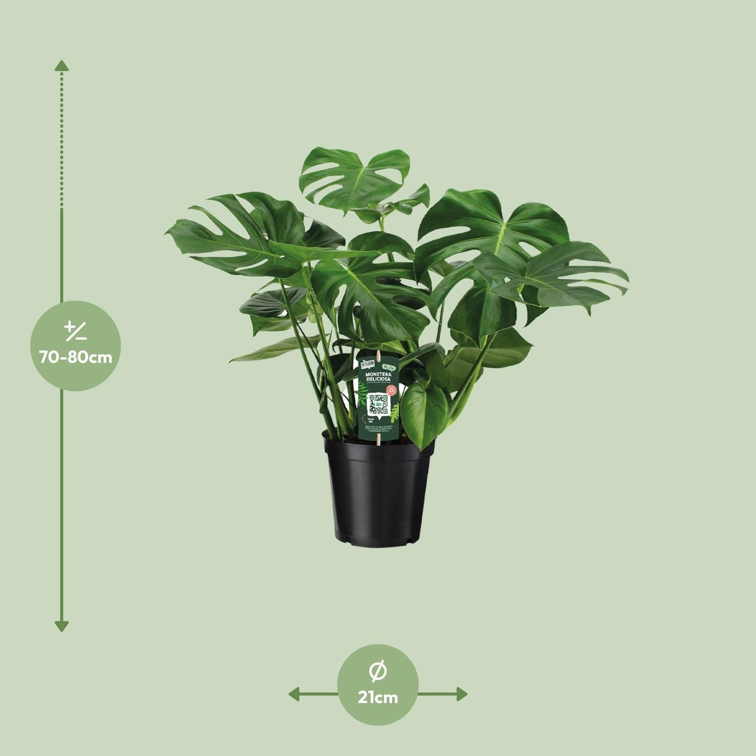 Monstera Deliciosa  - 65cm - Ø21 - Ø21 - 65cm