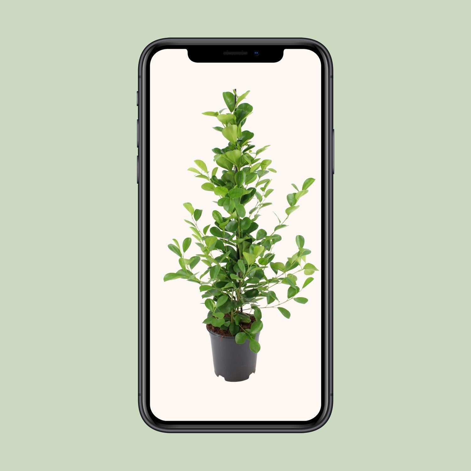 Lorbeerfeige Ficus microcarpa Moclame - Ø21cm - ↕95cm