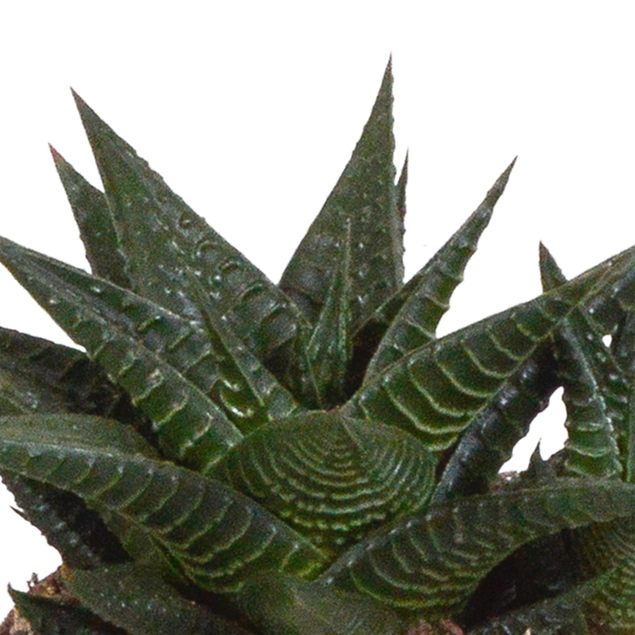 Pflanzen Mix - Gasteria/Haworthia-Mischung 8,5cm - im weißen Topf   3 Stück