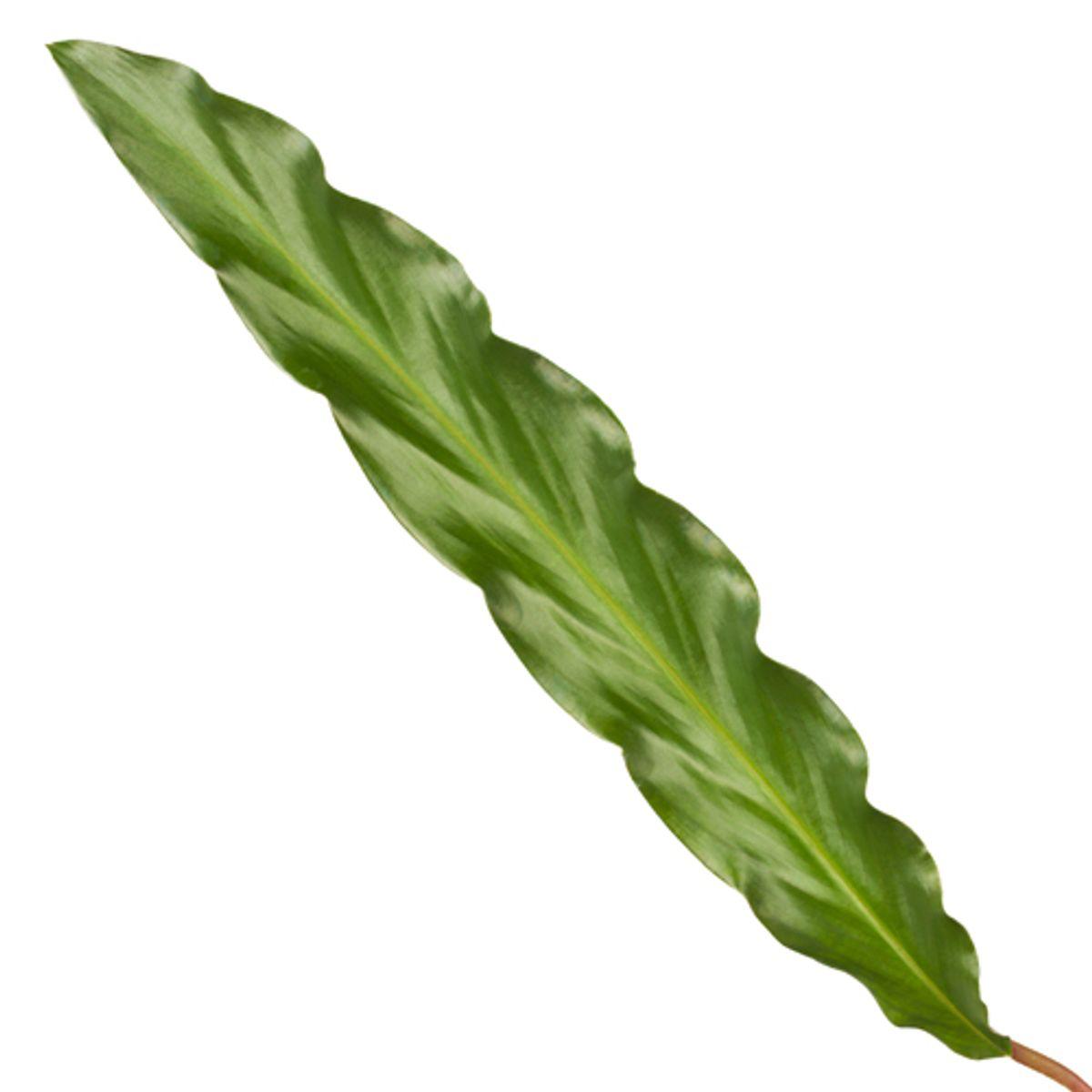 Calathea Elgergrass - Korbmarante -40 cm - Ø12cm