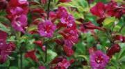 Geißblattgewächse - Weigela 'Bristol Ruby' - Weigelie - Fertighecke - 120 x 180 cm