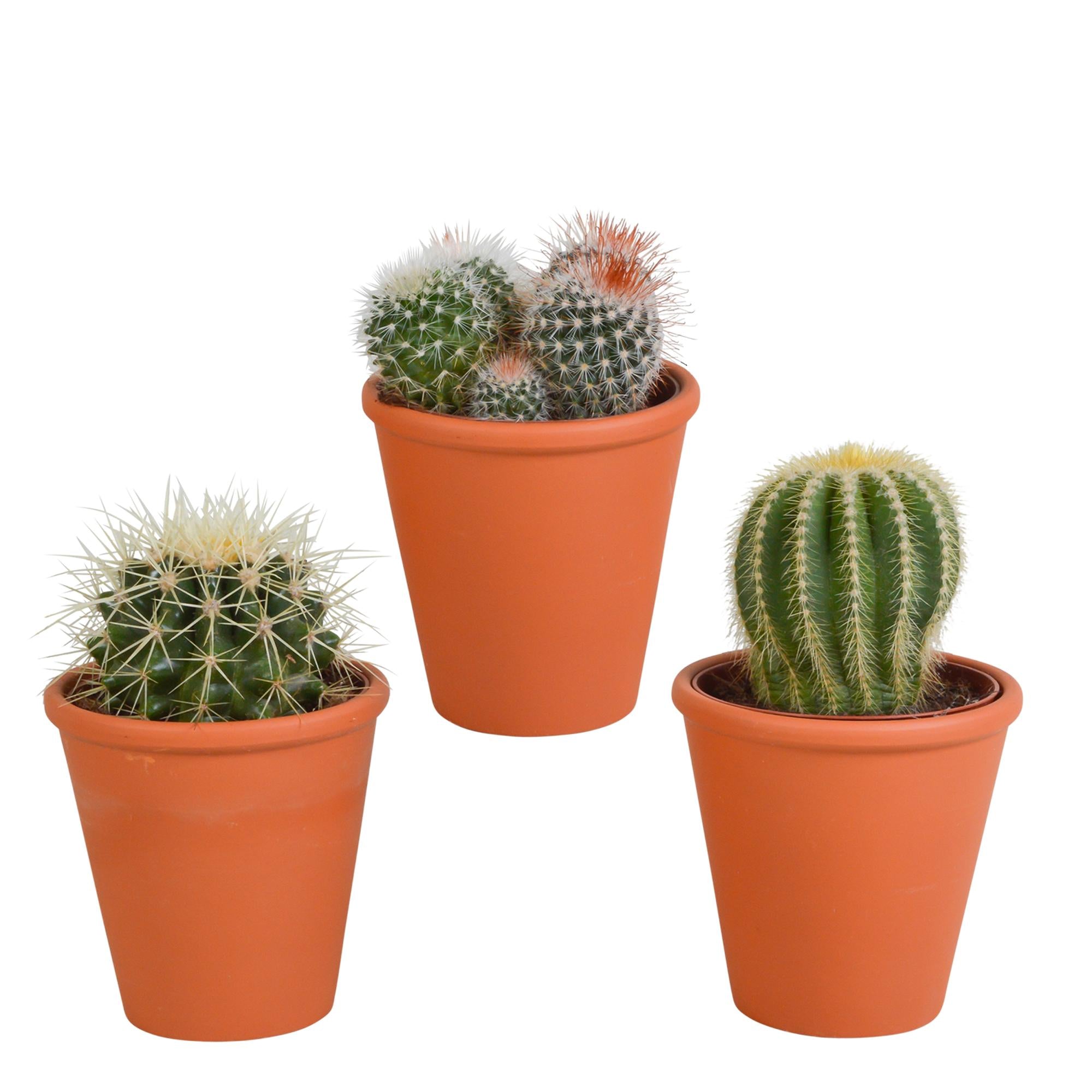 Kakteen Mix - Bolcactus-Mischung 8,5 cm - im Terrakotta Topf   3 Stück