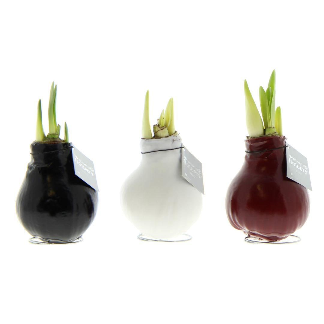 No Water Flowers® (wax amaryllis) | Waxz® Colours trio Mix (3 pack) + Red & White flower