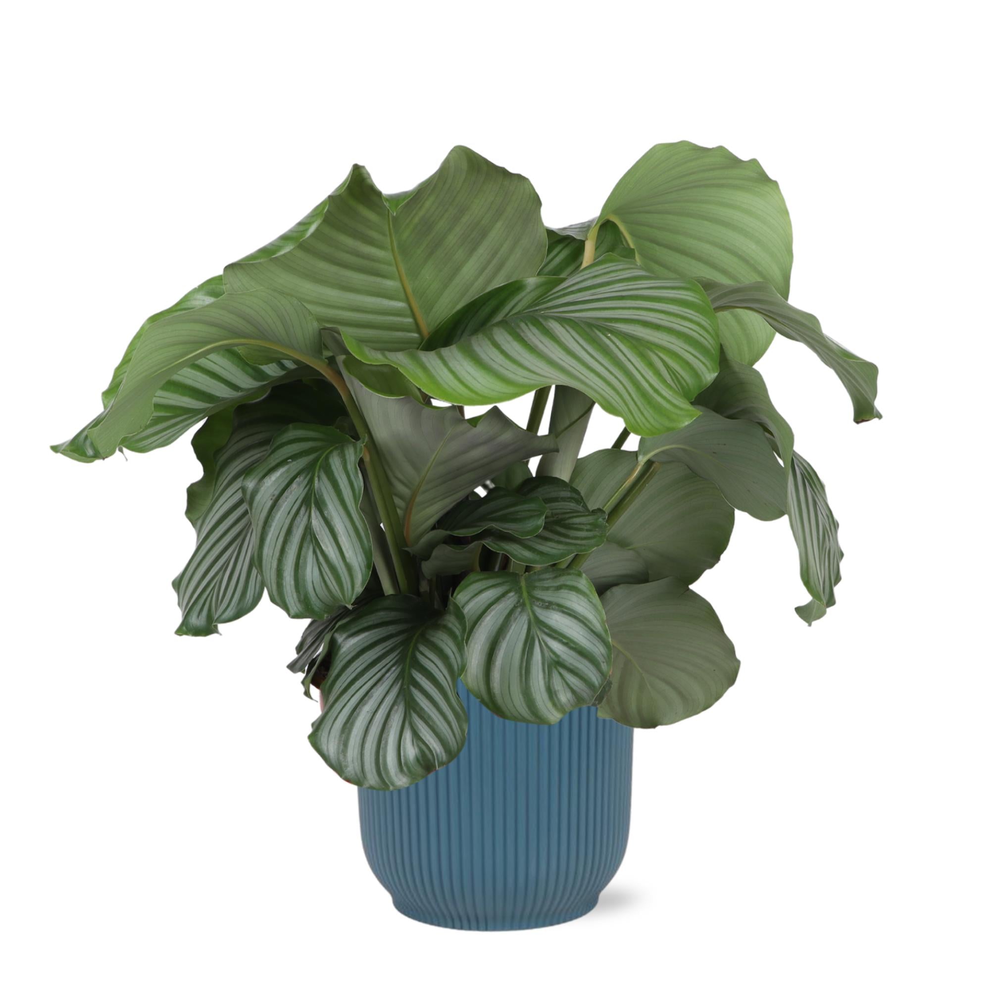 Gebetspflanze -  Calathea Orbifolia - Ø21cm - ↕70cm in VIBES Topf blau