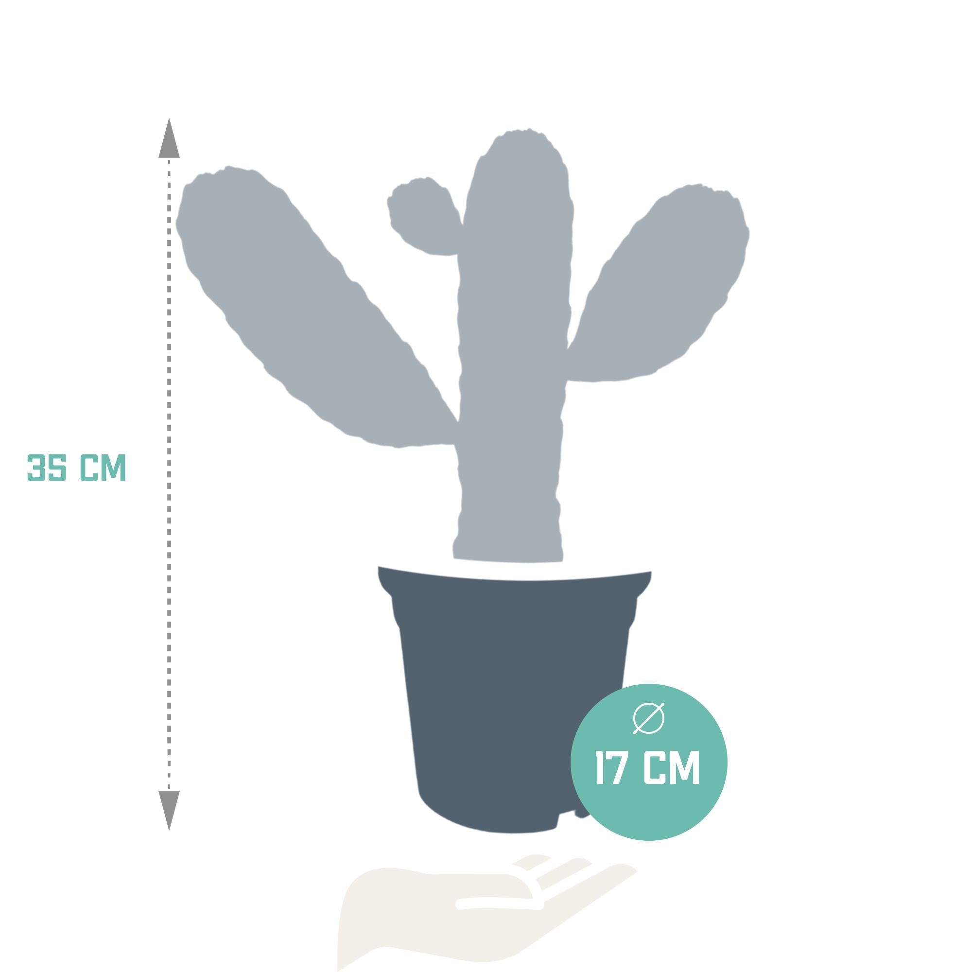 Opuntia consulae - 17cm - zonder pot