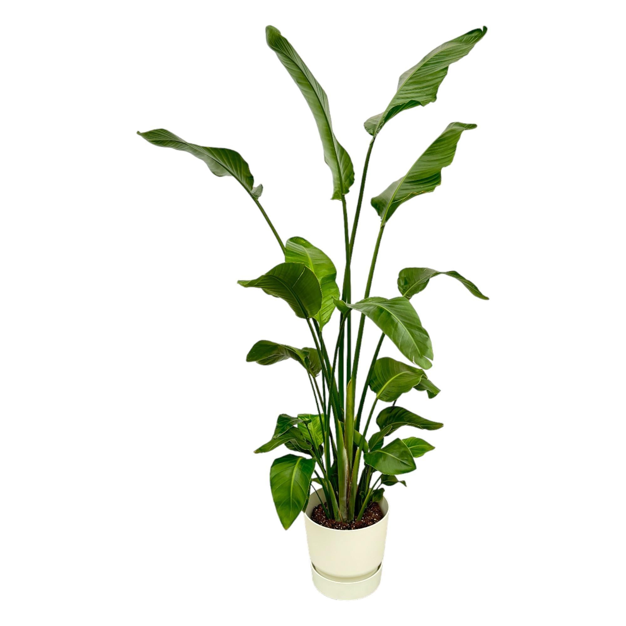 Strelitzia Nicolai inclusief elho Greenville Round Topf weiß - 180 cm - Ø30