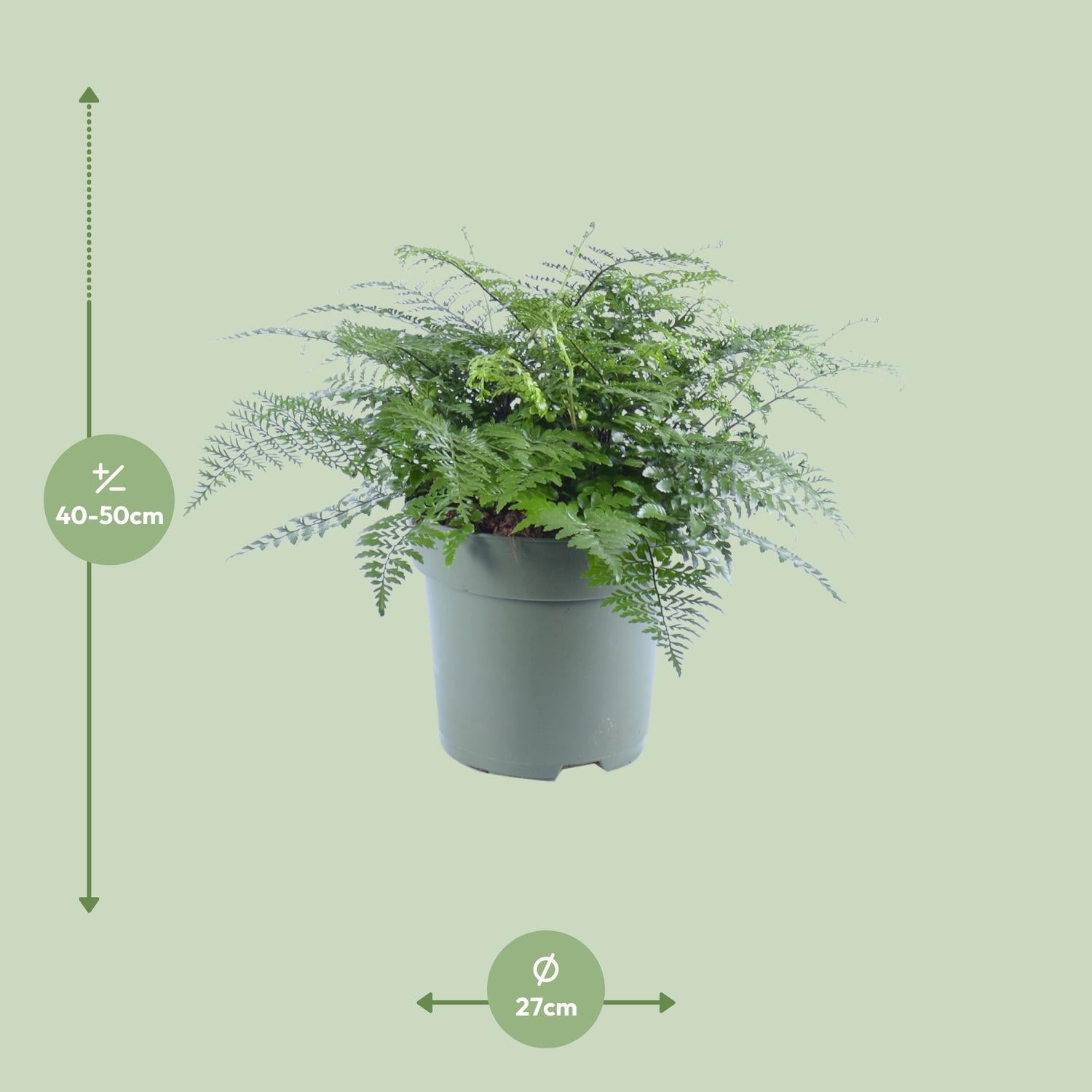 Vogelnestfarn - Asplenium Parvati - Ø27cm - ↕50cm