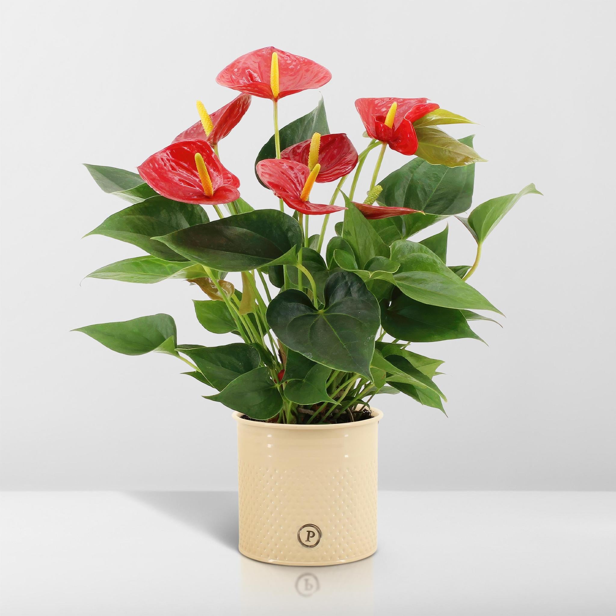 Anthurium andreanum Diamond Red incl. PURE Zinktopf - 45cm - Ø12