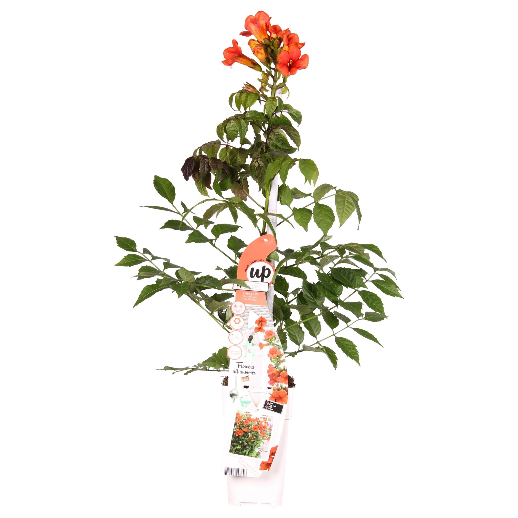 Campsis Summer Jazz Fire Trompet - Trompetbloem Rood - Ø15 - ↨65cm