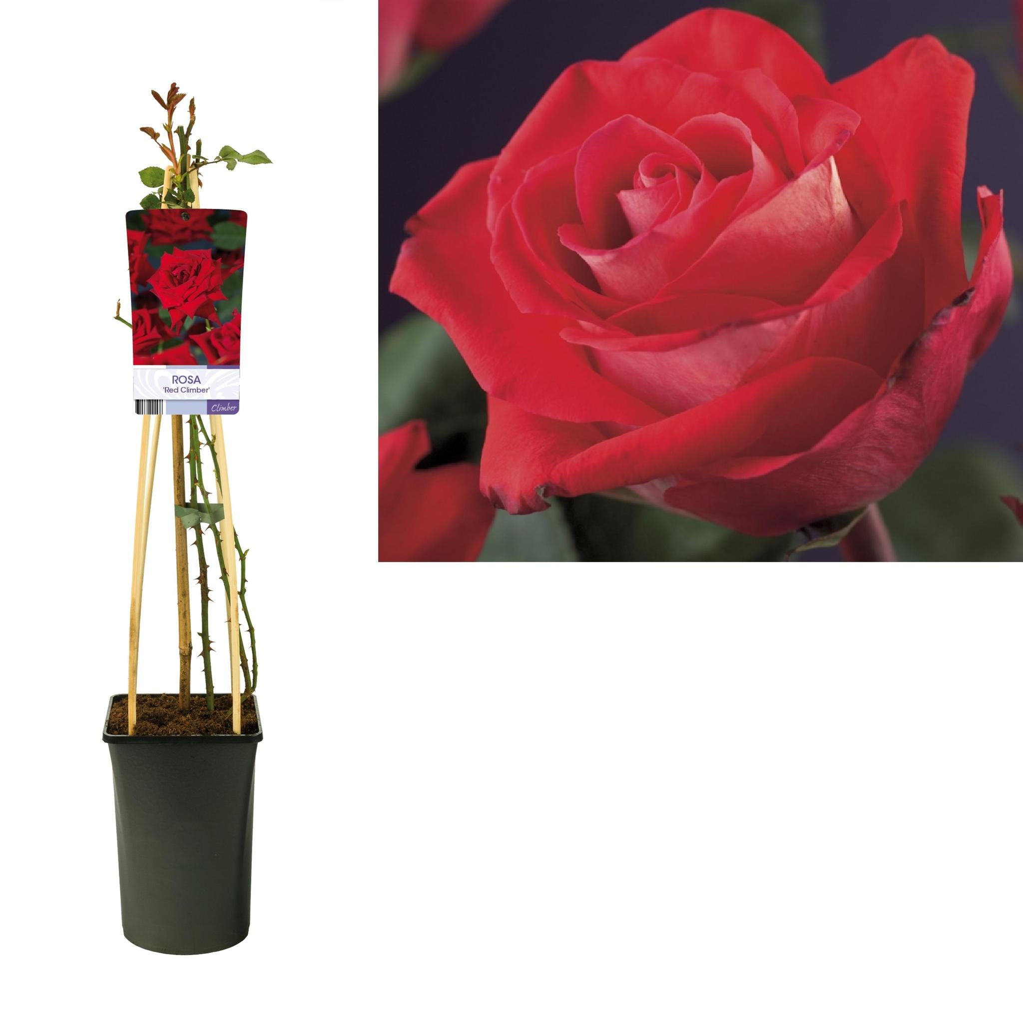 Rose 'Red Climber' +light Label