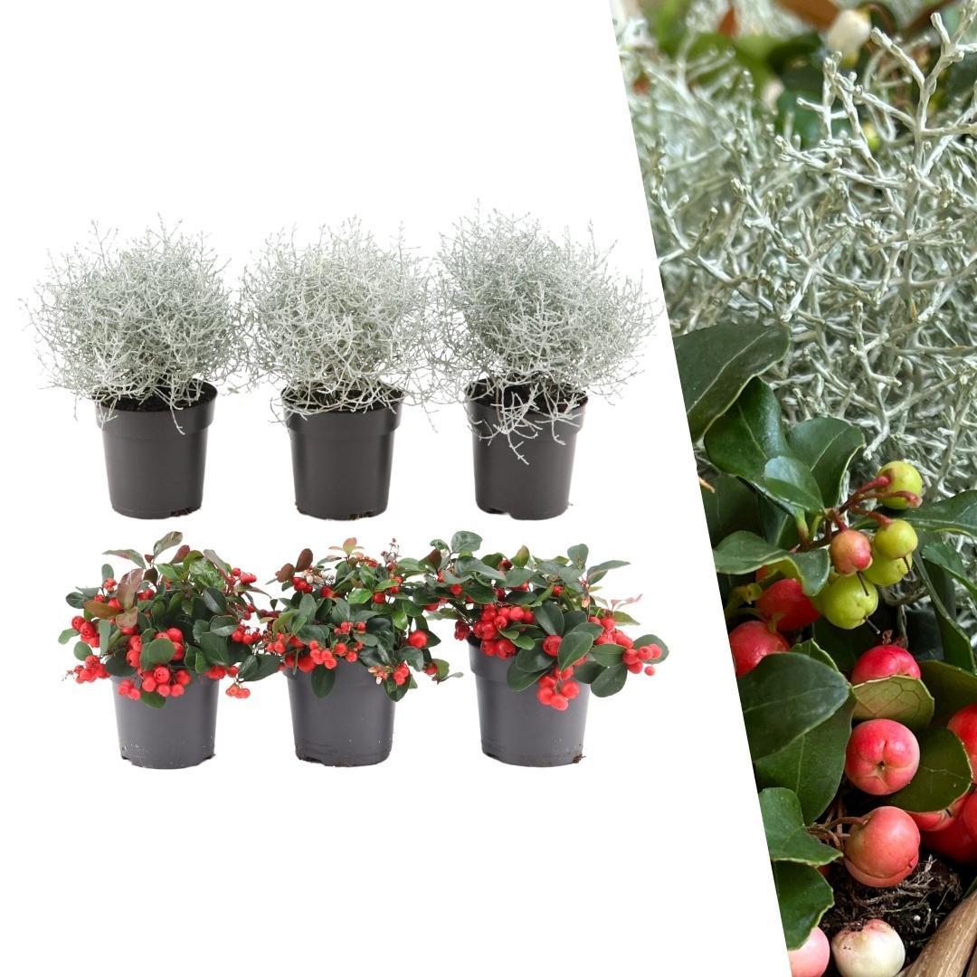 Winterwunderland Mix Set - 3 x Gaultheria + 3x Calocephalus - Ø 10 cm ↨ 15 cm