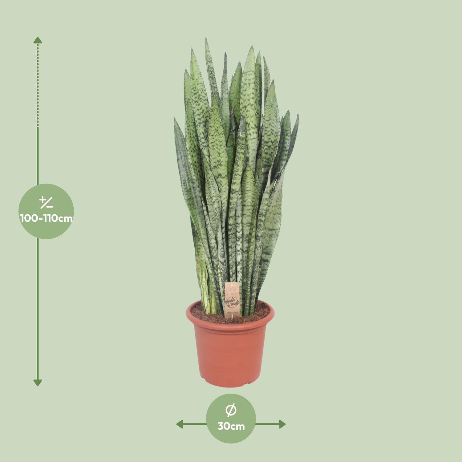 Sansevieria Zeylanica - Ø30cm - ↕110cm