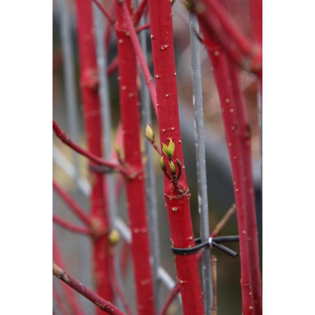 Sibirische Hartriegel - Cornus alba 'Sibirica' - Fertighecke - 120 x 180 cm