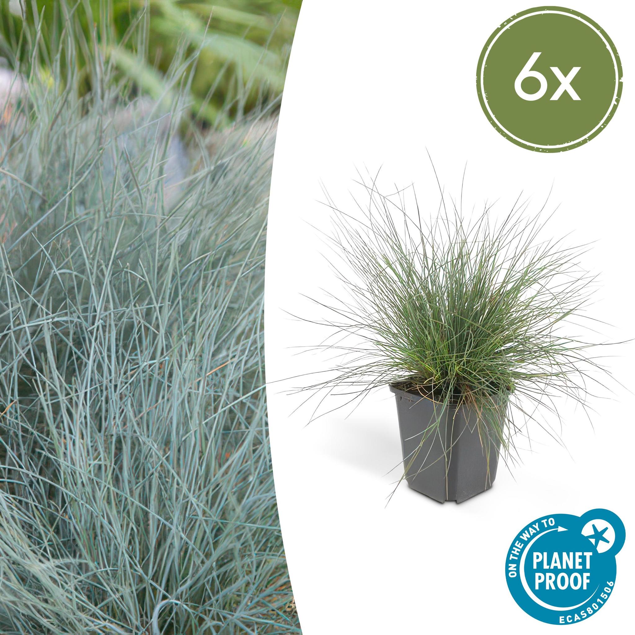 Ziergras - Festuca glauca 'Elijah Bleu' - ↕10-25cm - Ø9cm  - 6 Stück