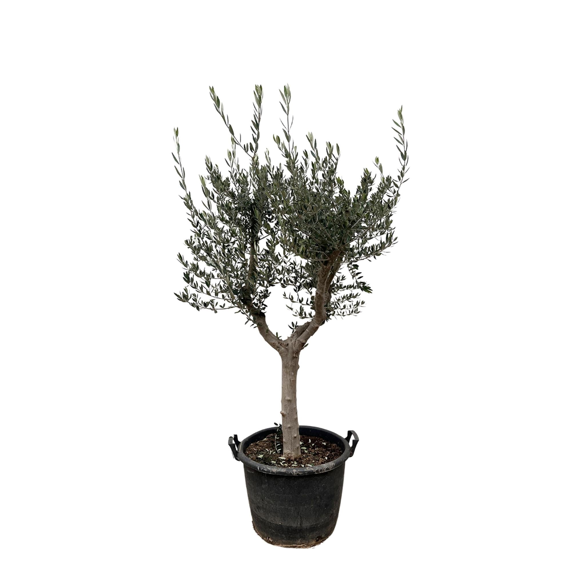 Olea Europaea Cultivo - 200cm - Ø45