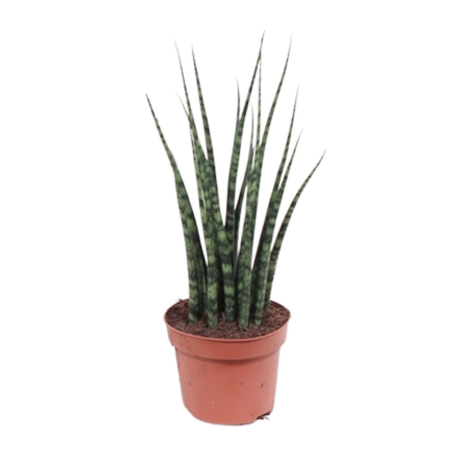 Schwiegermutterzunge - Sansevieria Fernwood Mikado - Ø12cm - ↕40cm