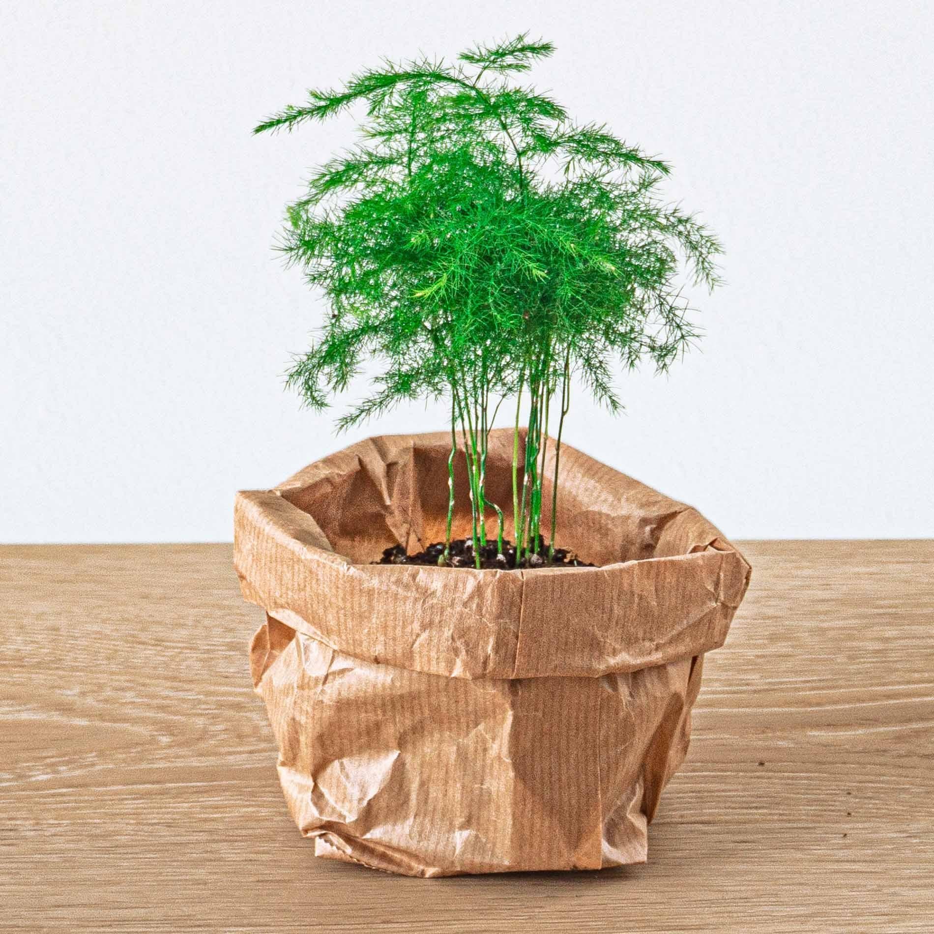 Pflanzenterrarienpaket - Lancifolia - Bonsai - Spargel - 5 Pflanzen - Nachfüll- und Starterpaket - DIY