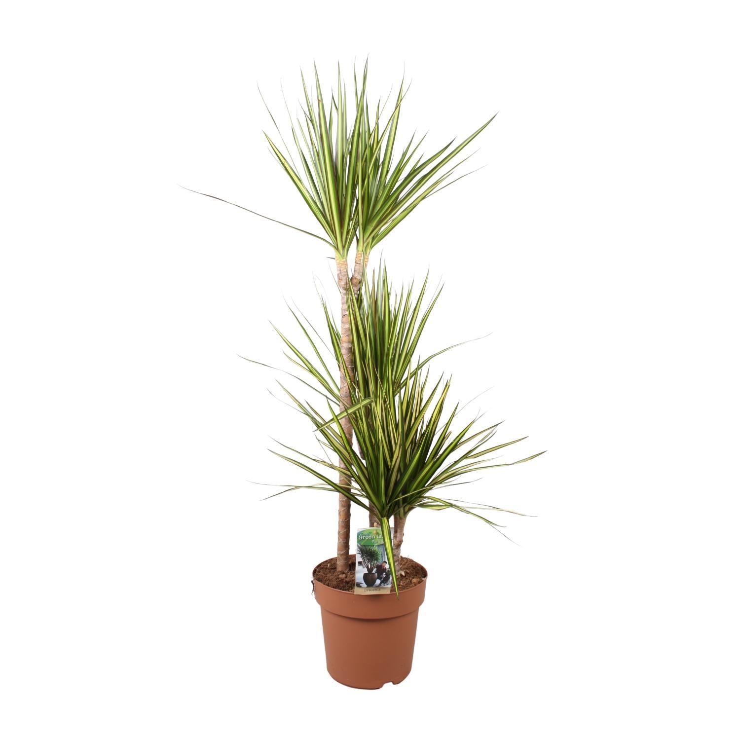 Dracaena Marginata Zonnestraal - Ø21cm - ↕120cm