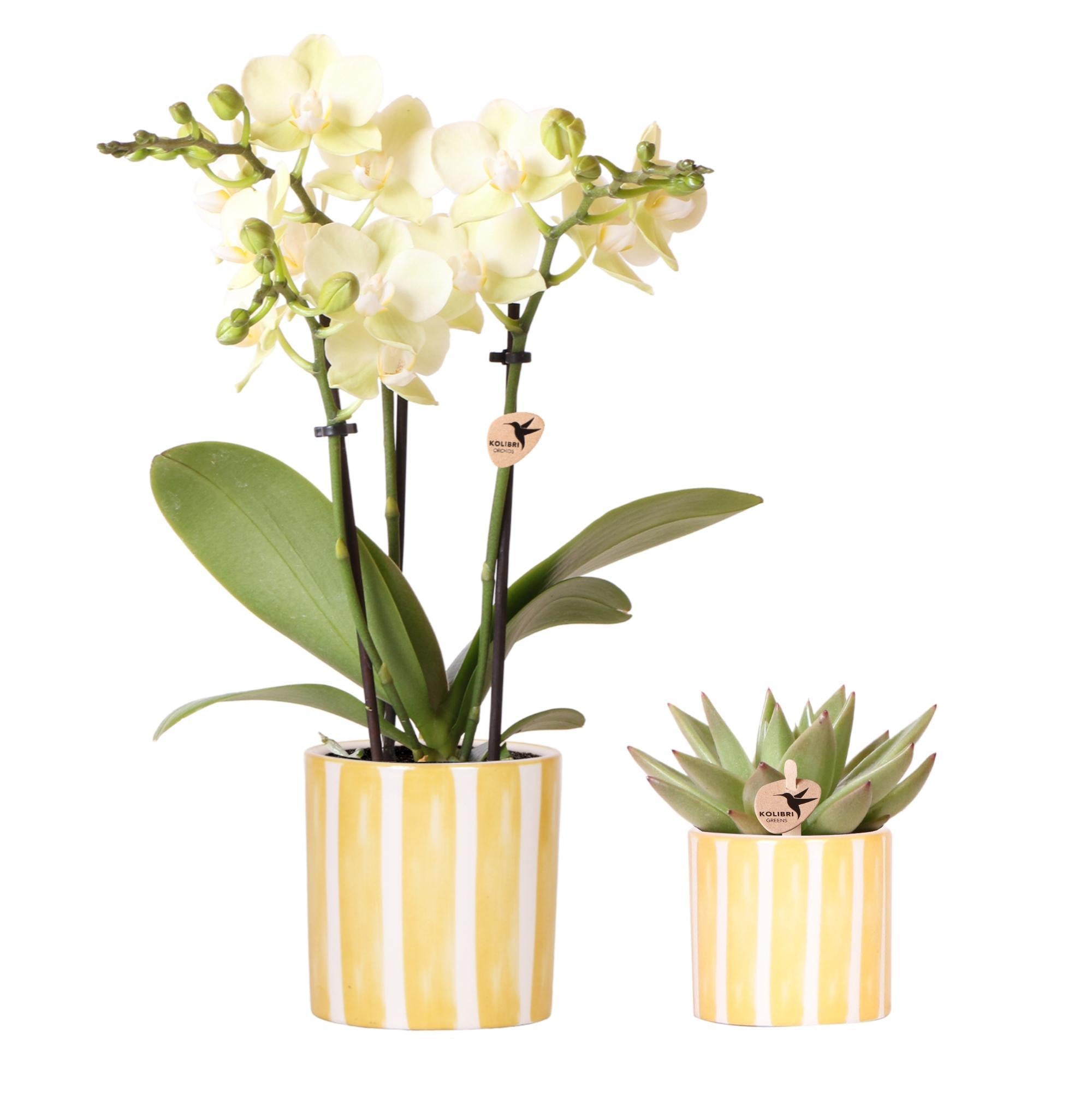 Orchidee gelber Orchidee Mexico und Sukkulente im Painted Stripe Ziertopf - Topfgröße Ø9cm & Ø6cm | blühende Zimmerpflanze - frisch vom Züchter