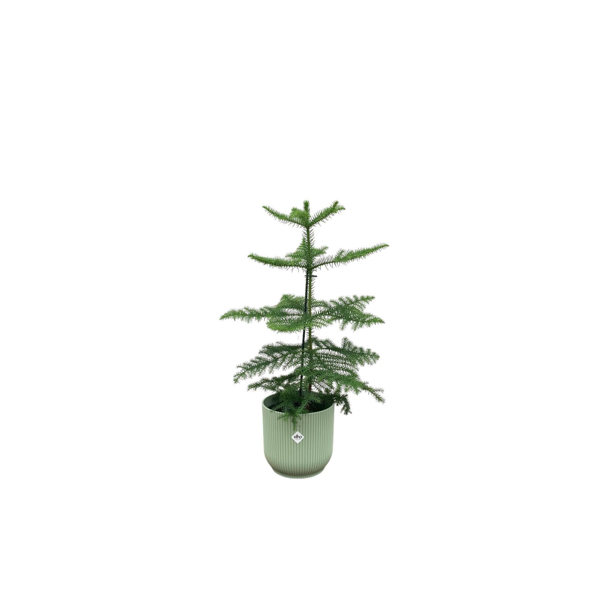 Araucaria (kamerden) inclusief elho Vibes Fold Round Topf grün Ø18 - 60 cm