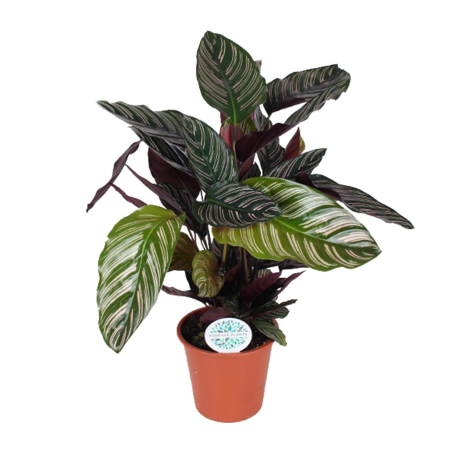 Gebetspflanze - Calathea Ornata - Ø17cm - ↕50cm