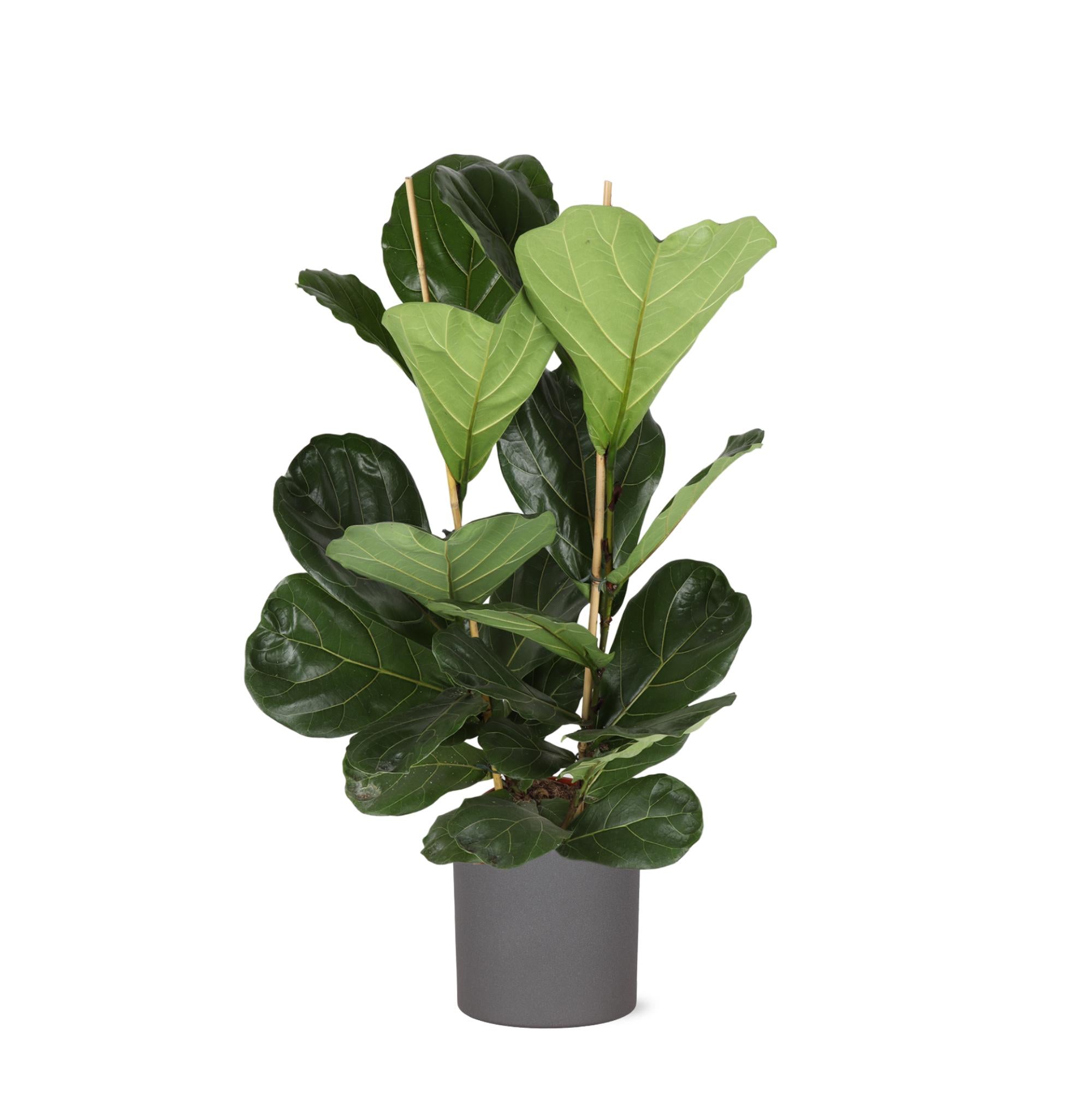 Geigenfeige - Ficus Lyrata - Ø24cm - ↕120cm in ERA Topf anthrazit