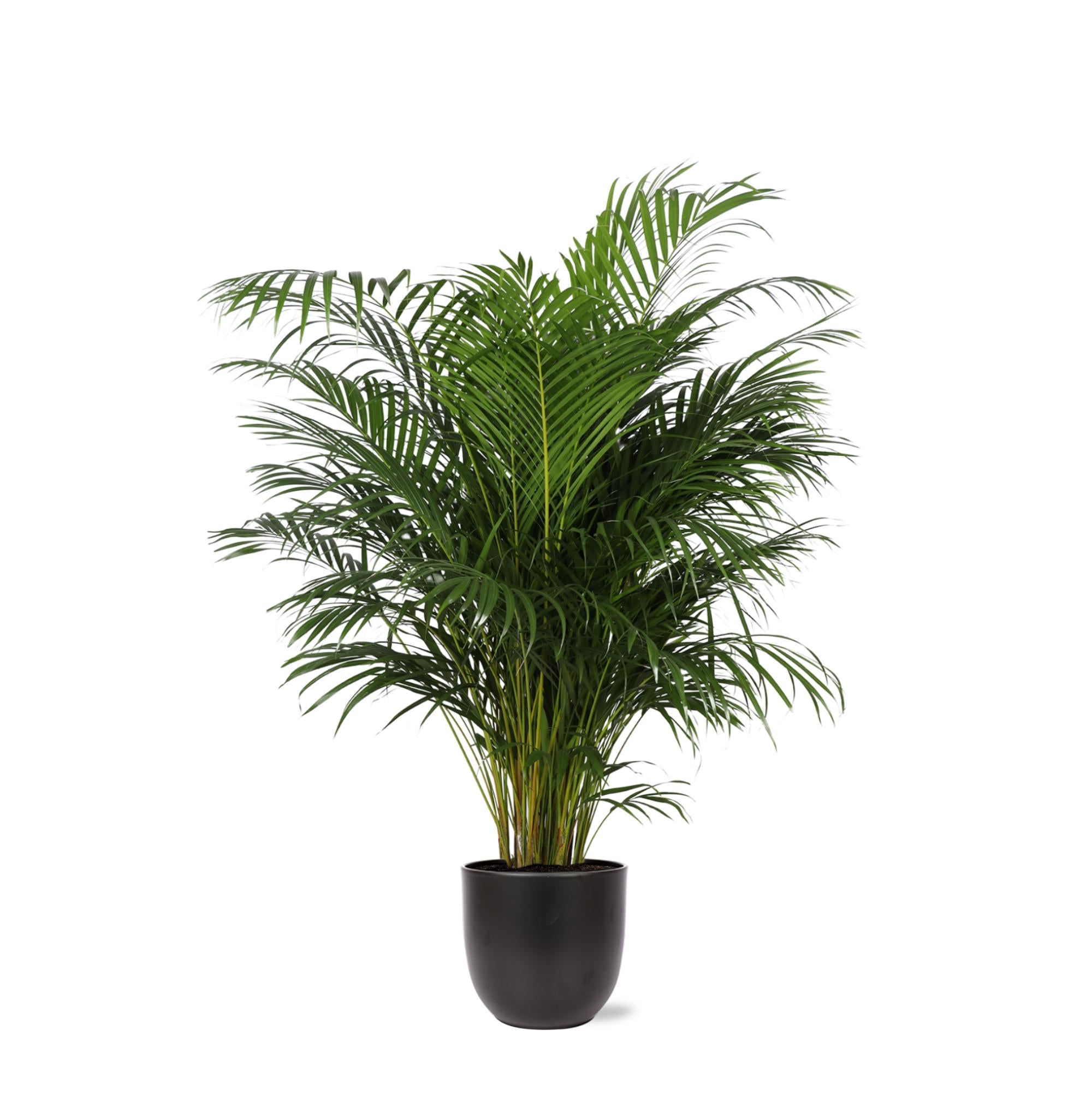 Arecapalme Dypsis Lutescens  Ø27cm ↕160cm in Boule ANTRACIET Topf