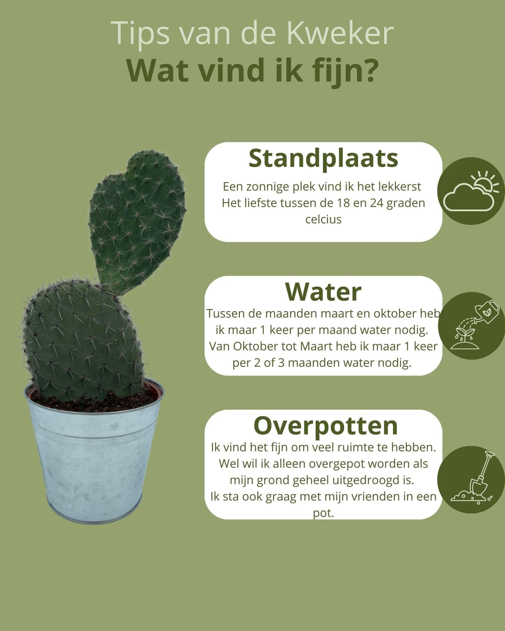 Feigenkaktus - Opuntia Vijgcactus- 17cmØ- 30-40cm Höhe im Zink Topf