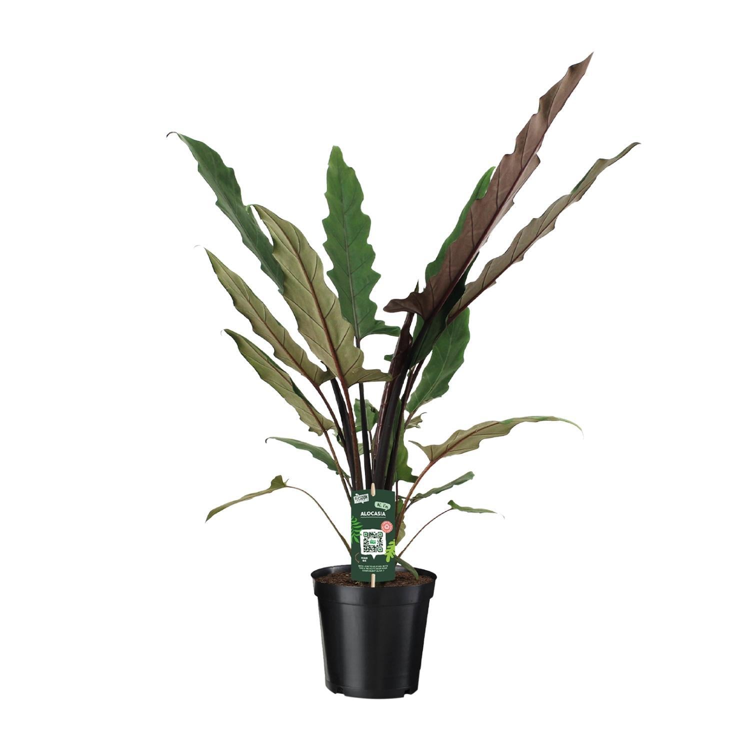 Elefantenohr - Alocasia Lauterbachiana - Ø19cm - ↕80cm