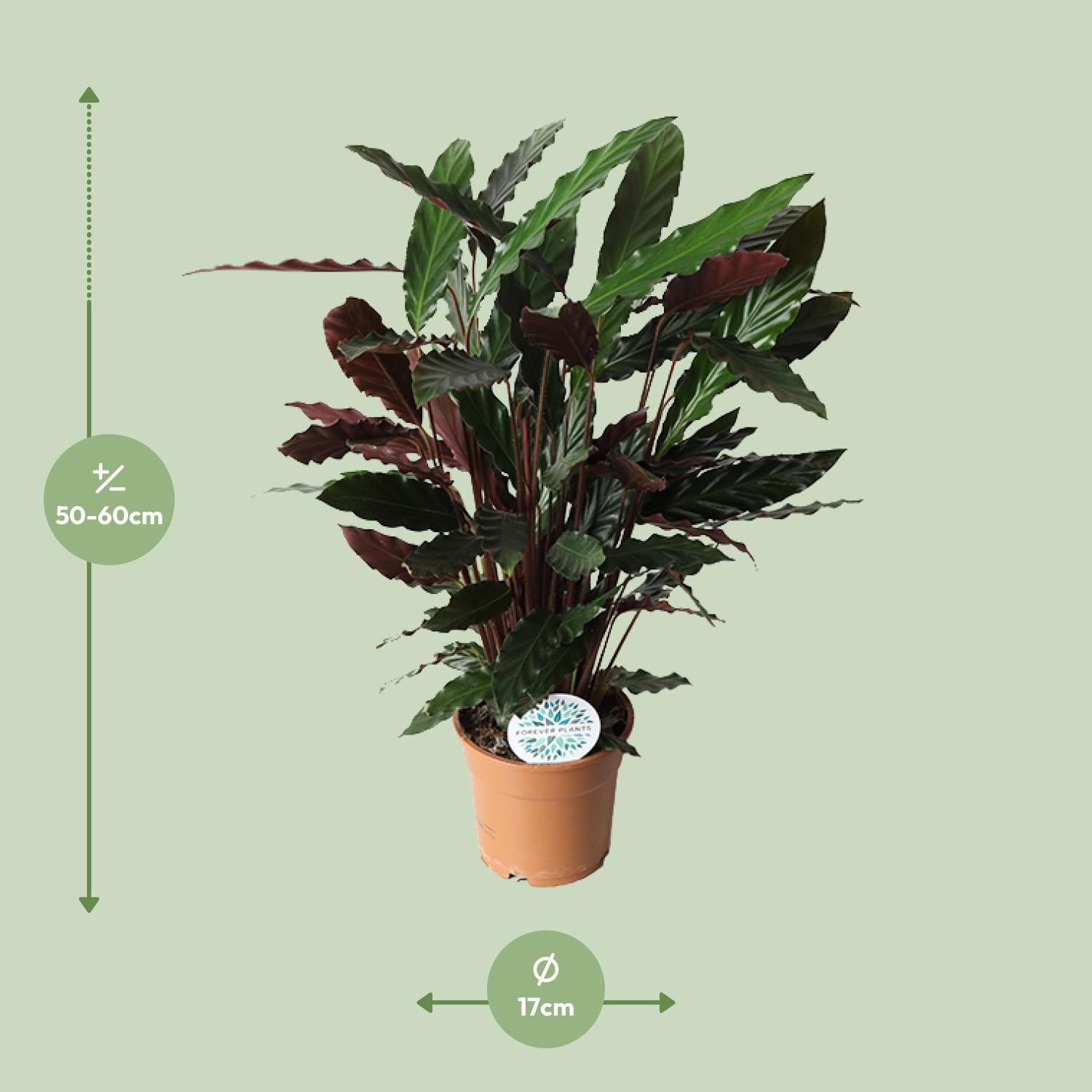 Gebetspflanze - Calathea Rufibarba - Ø17cm - ↕55cm