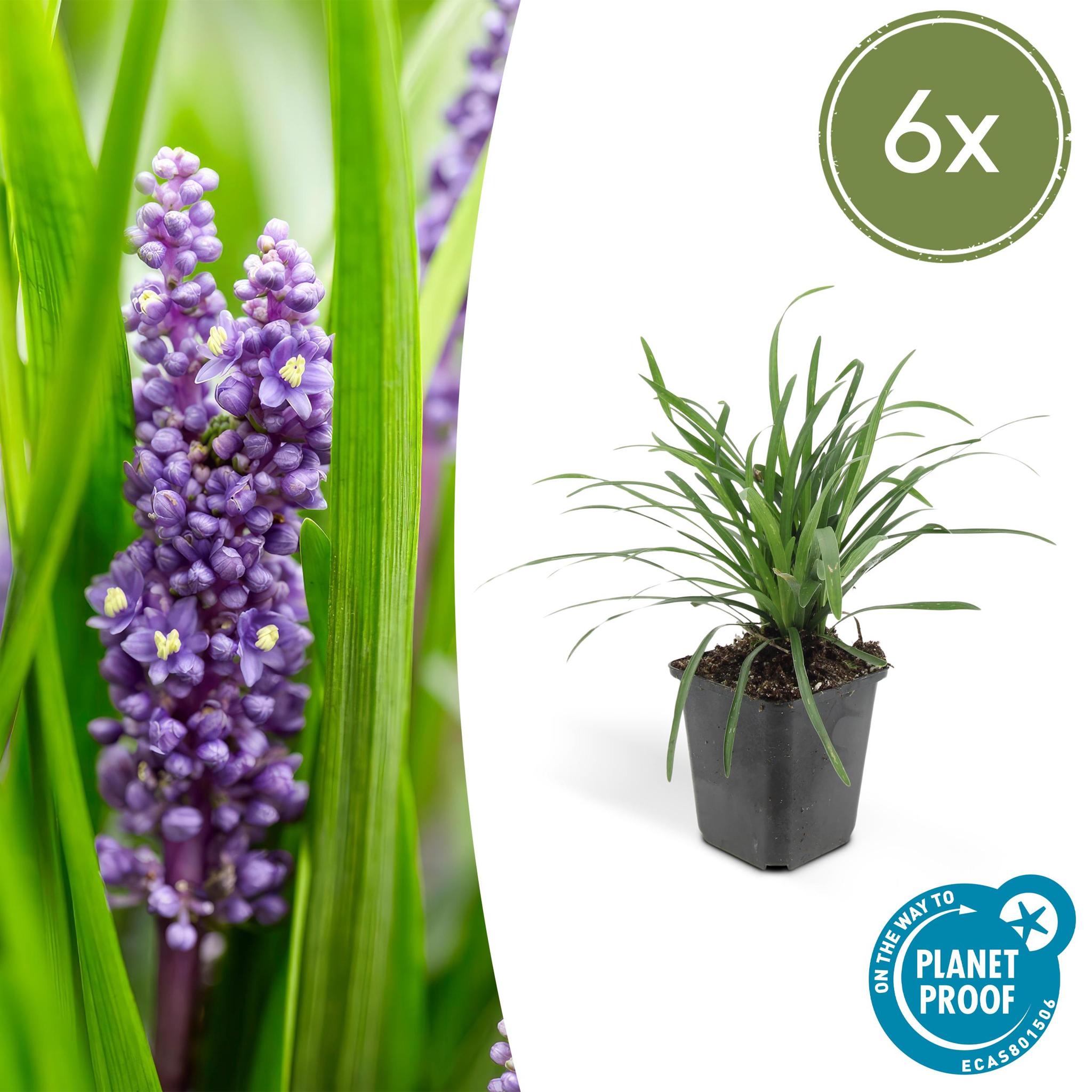 Liriope muscari 'Big Blue' - ↕10-25cm - Ø9cm - 6 Stück