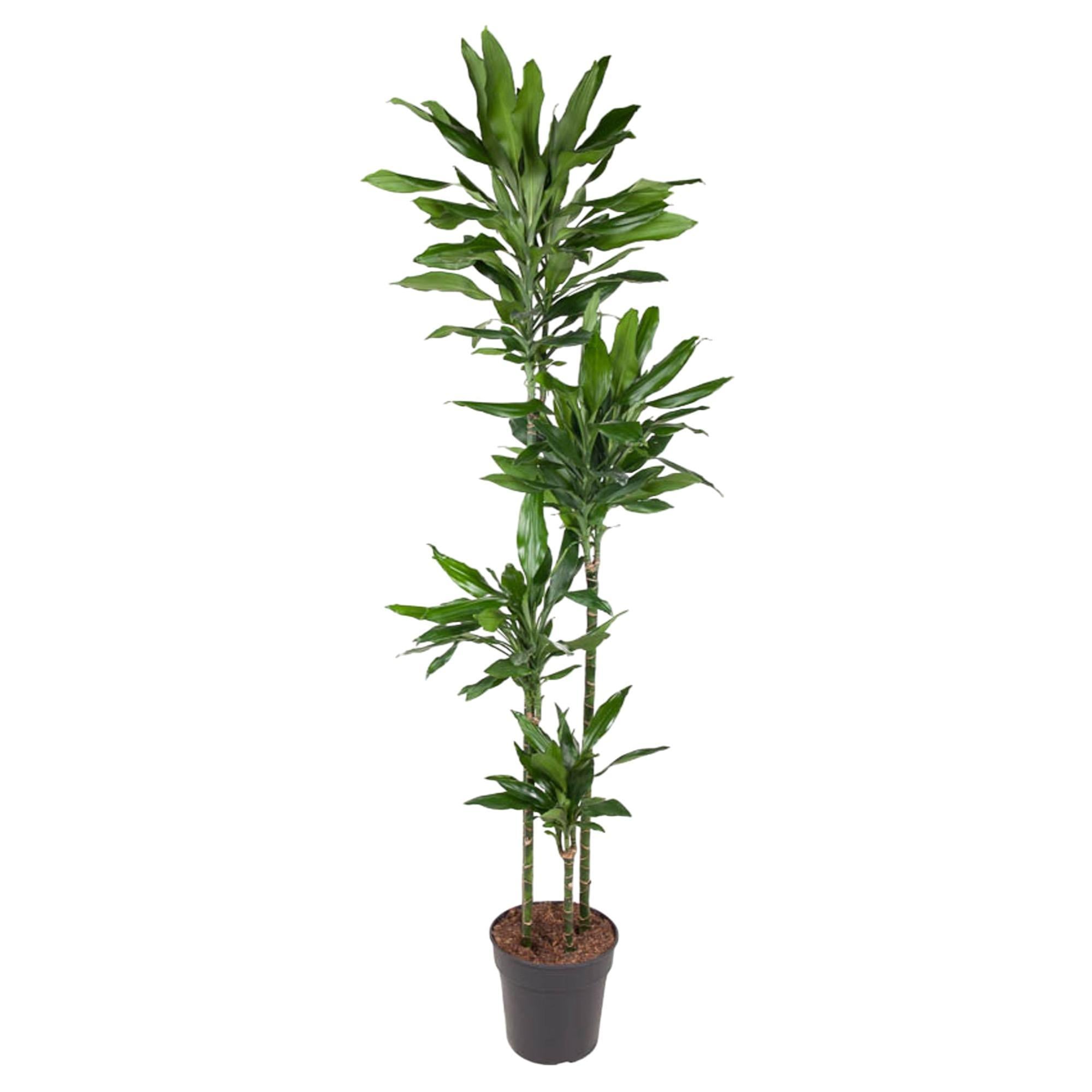 Drachenbaum - Dracaena Janet Lind - 180 cm - ø27