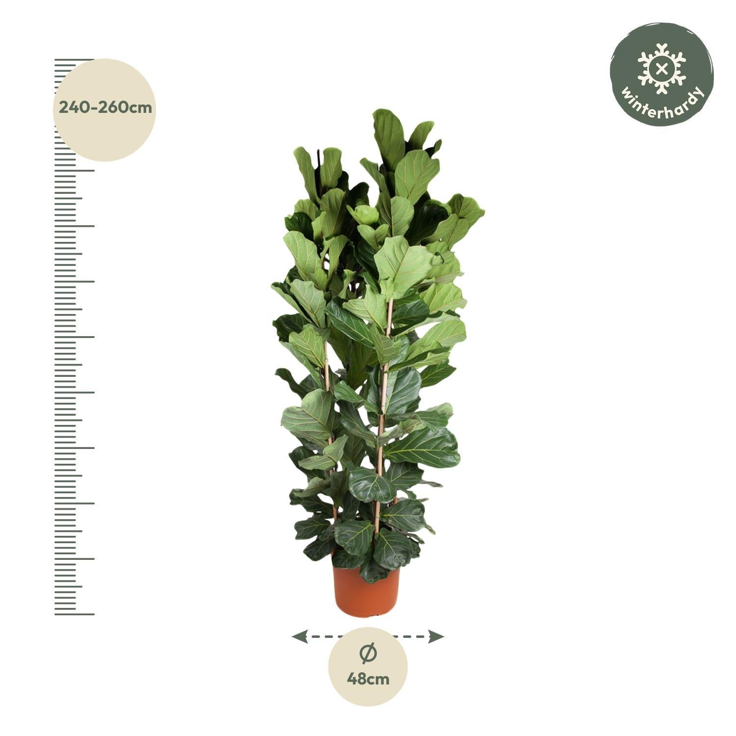 Geigenfeige - Ficus Lyrata Strauch  - 250 cm - ø48