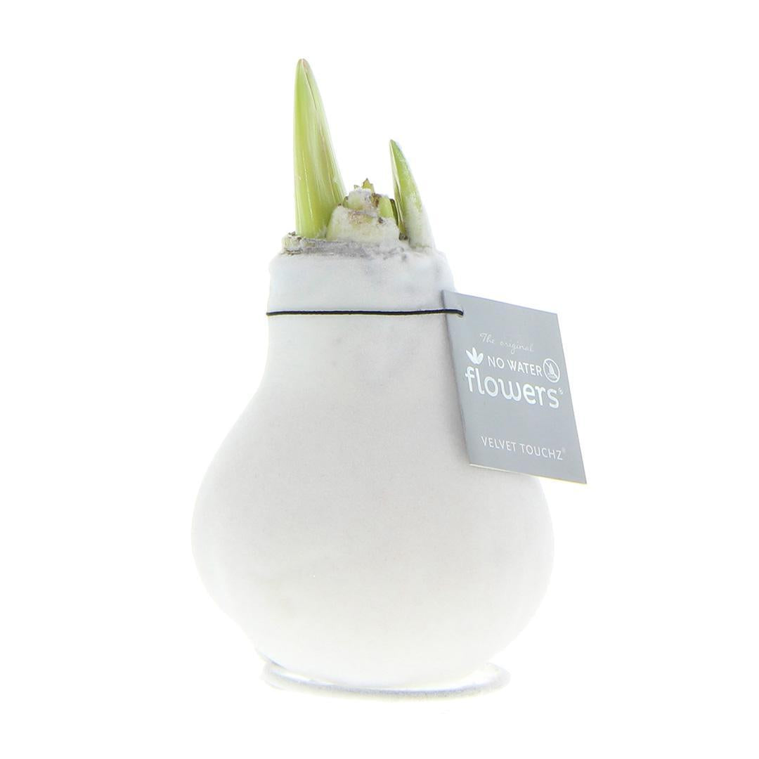 No Water Flowers® (wax amaryllis) | Velvet Touchz® - White + White flower