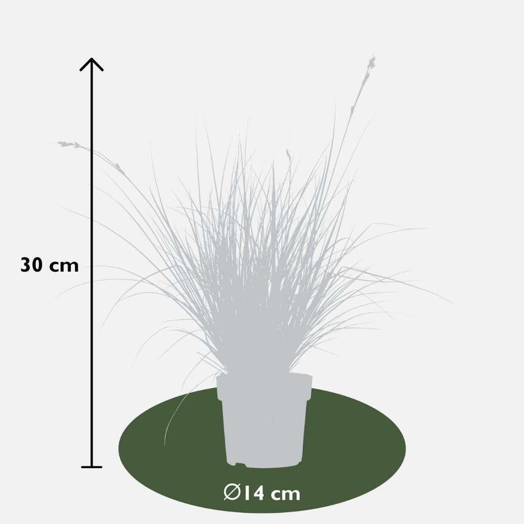 Ziergras Variegata - Carex brunnea Variegata - Ø 14 cm - ↨ 25 cm 6 Stück