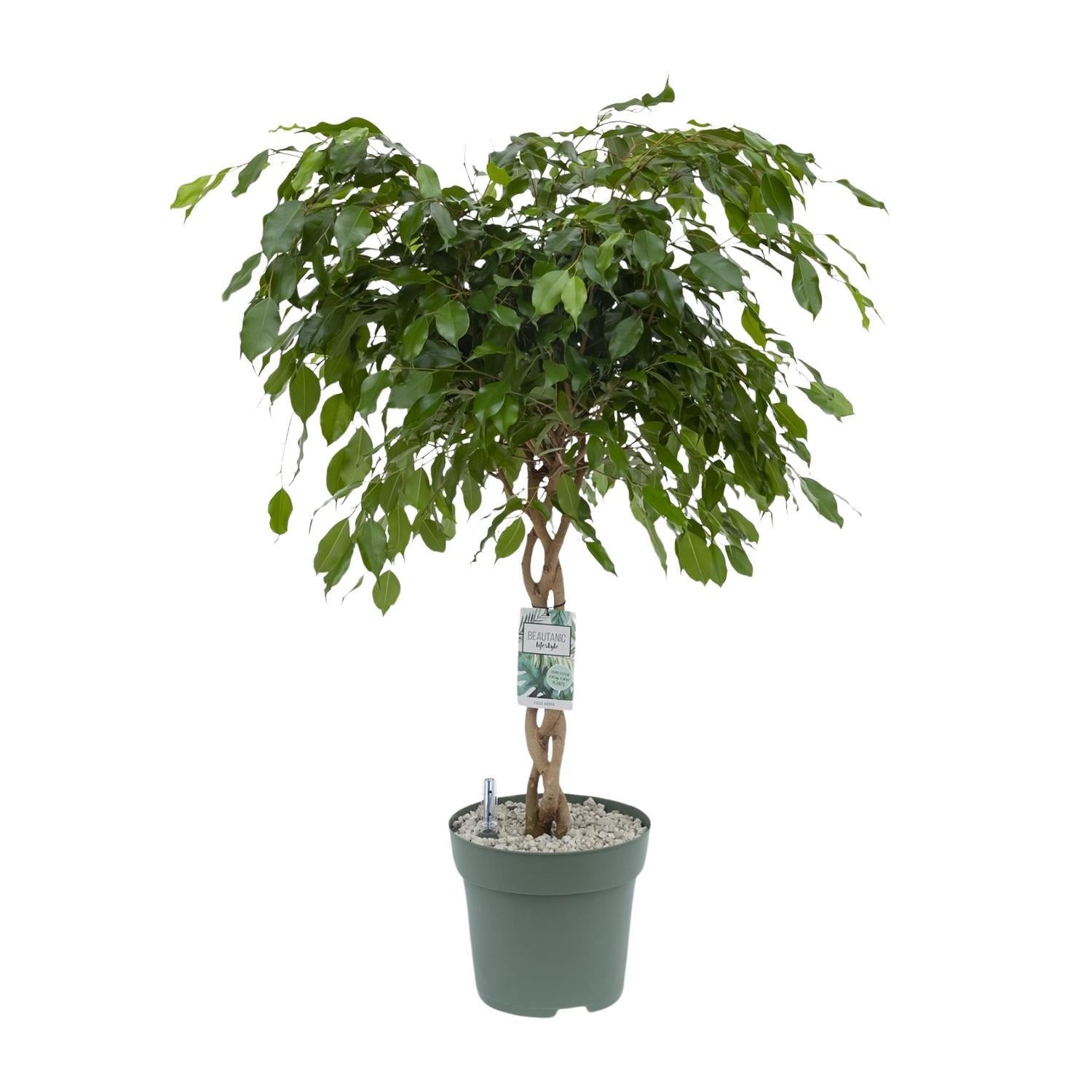 Birkenfeige - Ficus Adora / Exotica - Ø27cm - ↕120cm