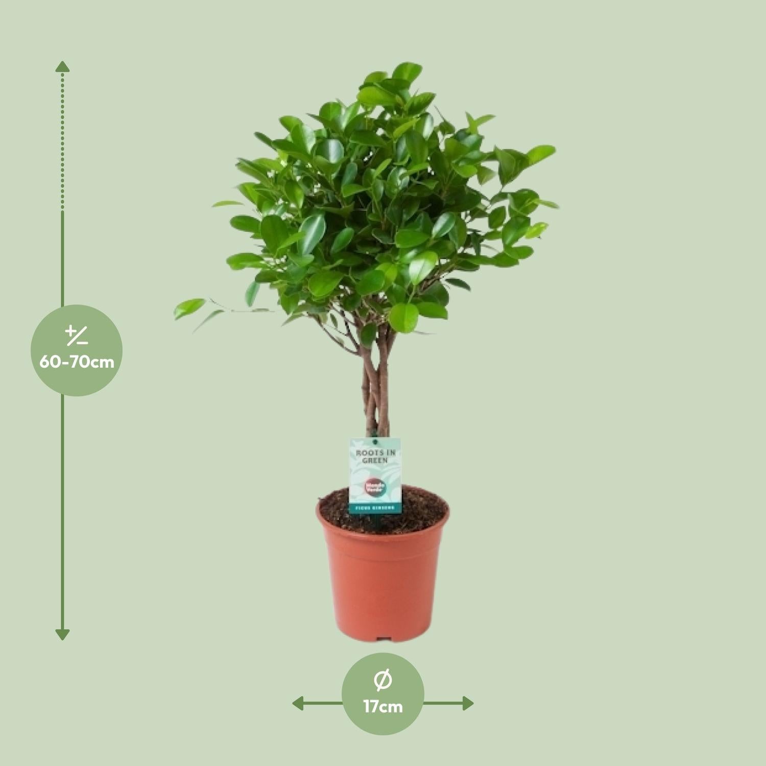 Lorbeerfeige Ficus Microcarpa Moclame - Ø17cm - ↕70cm